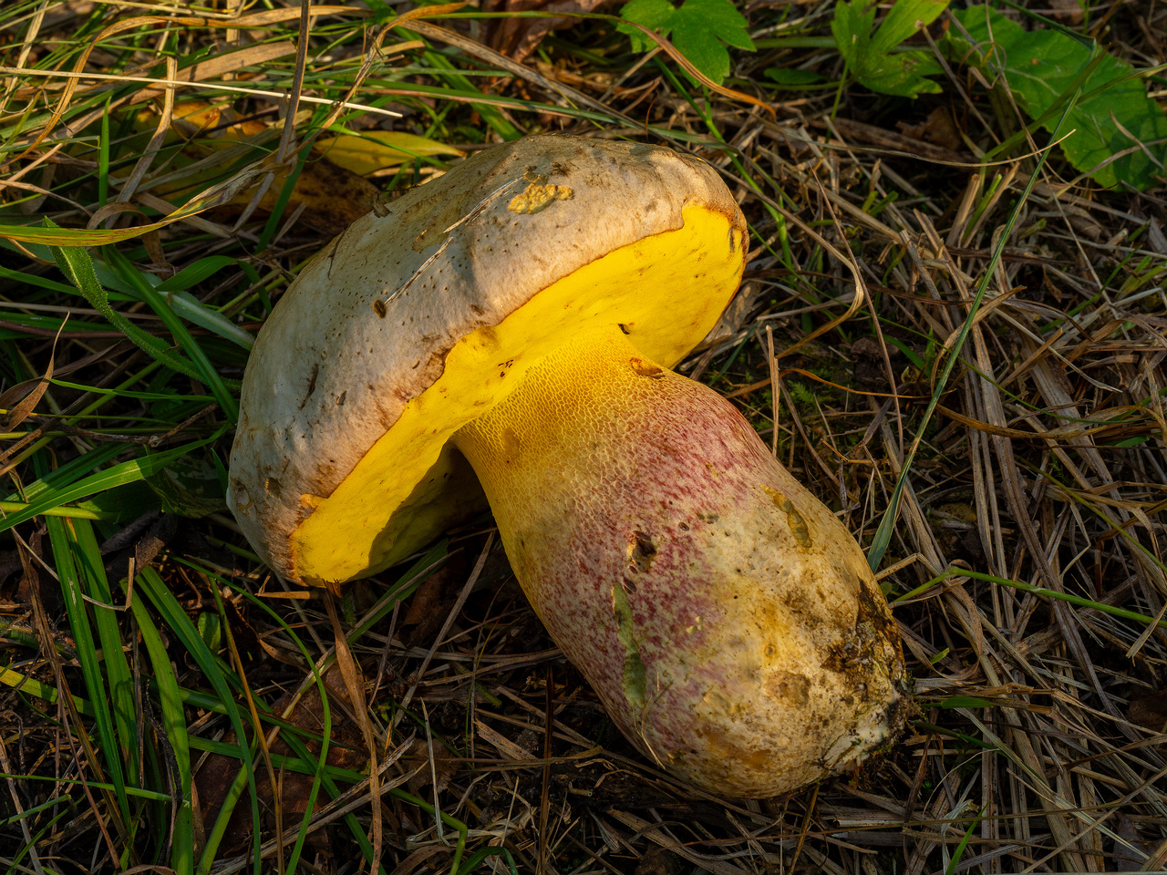 butyriboletus-fechtneri_1-13