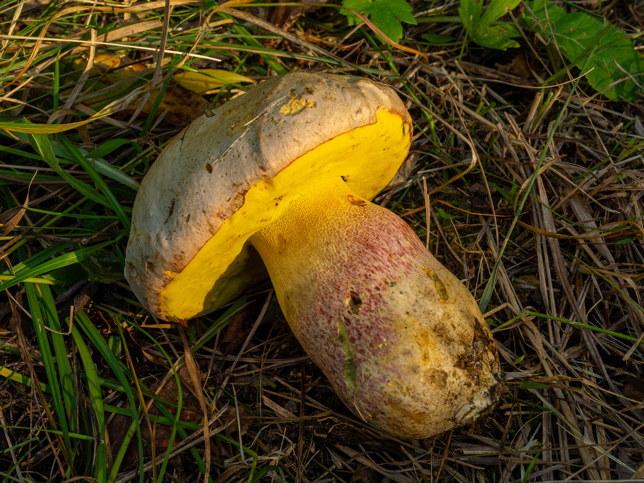 butyriboletus-fechtneri_1-14