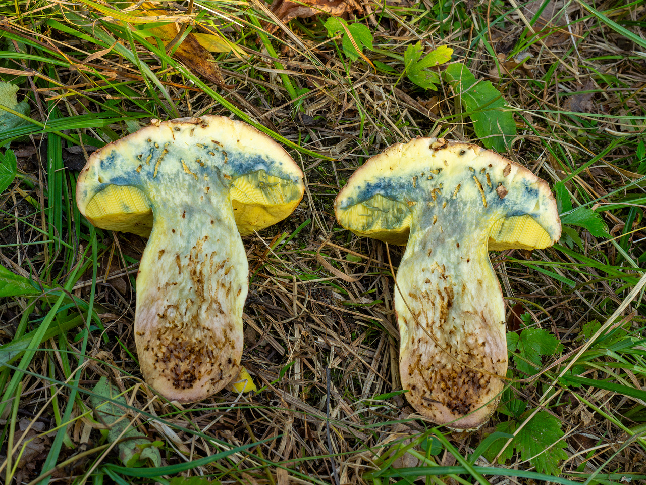 butyriboletus-fechtneri_1-16