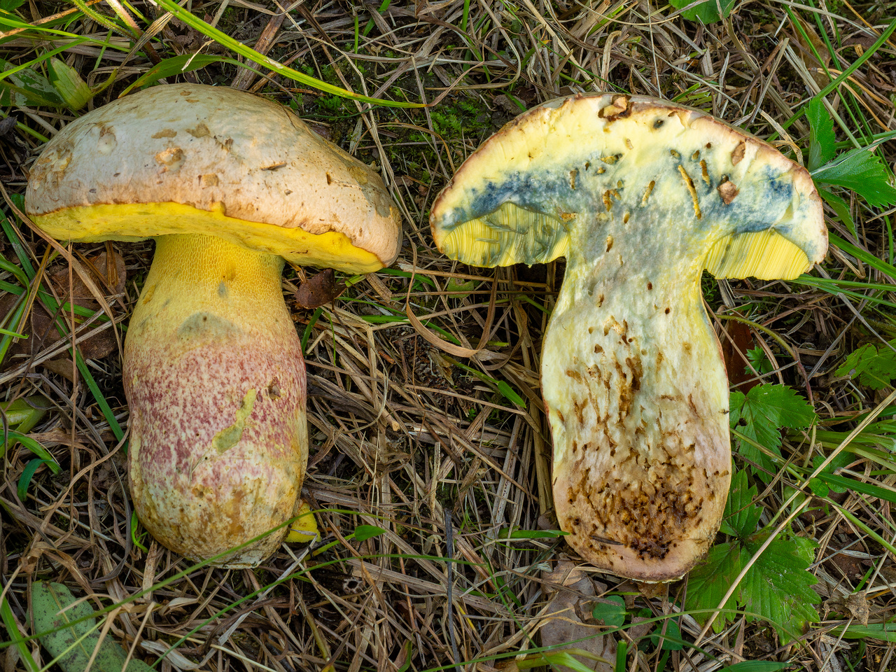 butyriboletus-fechtneri_1-17