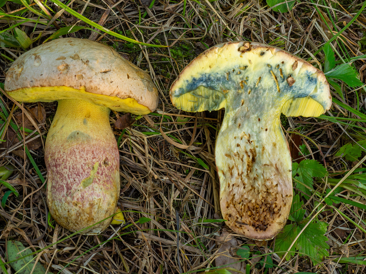 butyriboletus-fechtneri_1-18