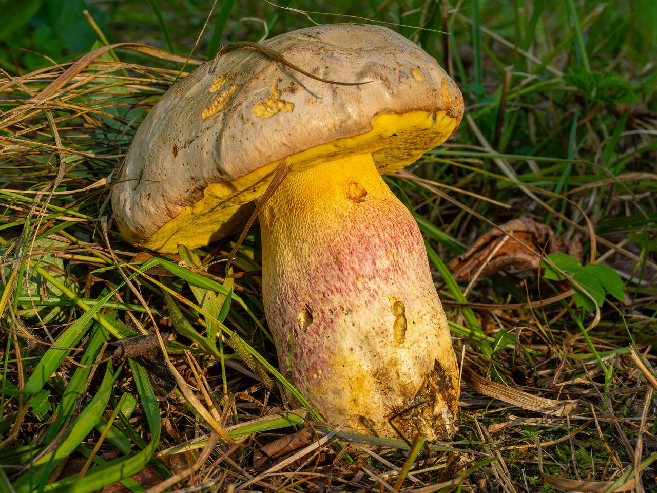 butyriboletus-fechtneri_1-2