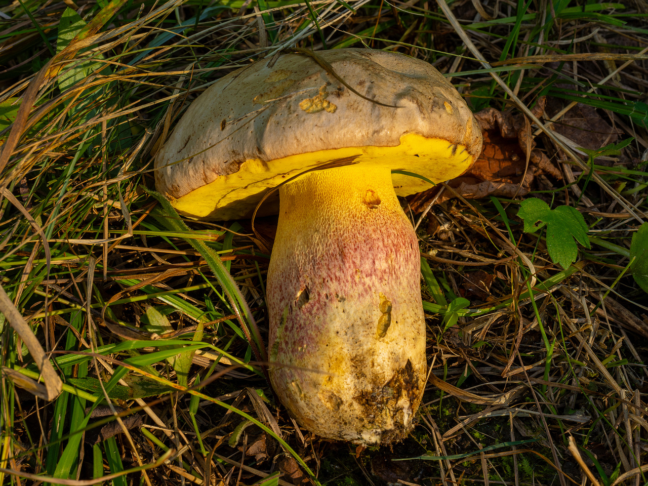 butyriboletus-fechtneri_1-4