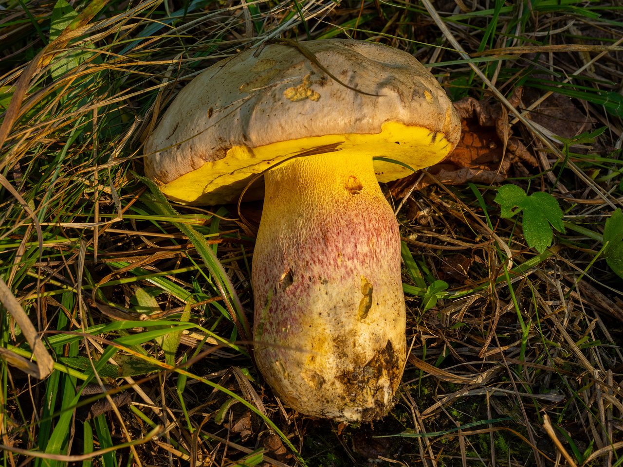 butyriboletus-fechtneri_1-5