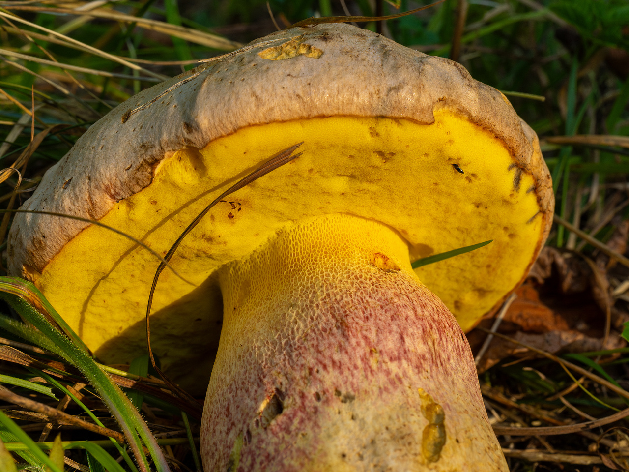 butyriboletus-fechtneri_1-8