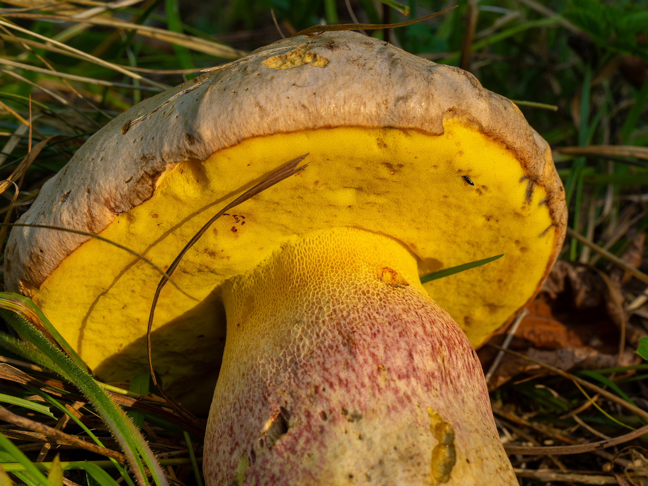 butyriboletus-fechtneri_1-9