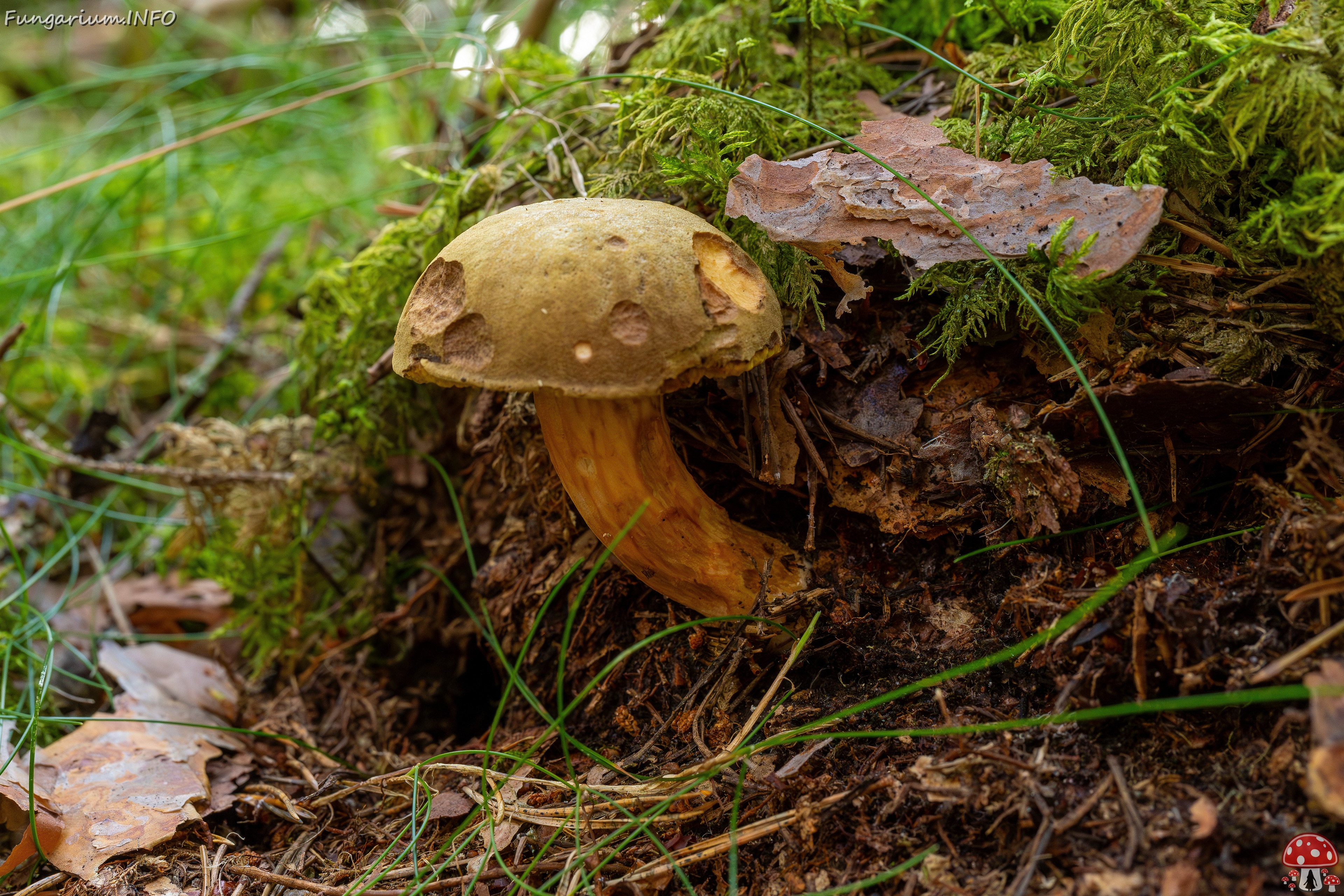 !Xerocomus subtomentosus _2025-09-06_1-11 