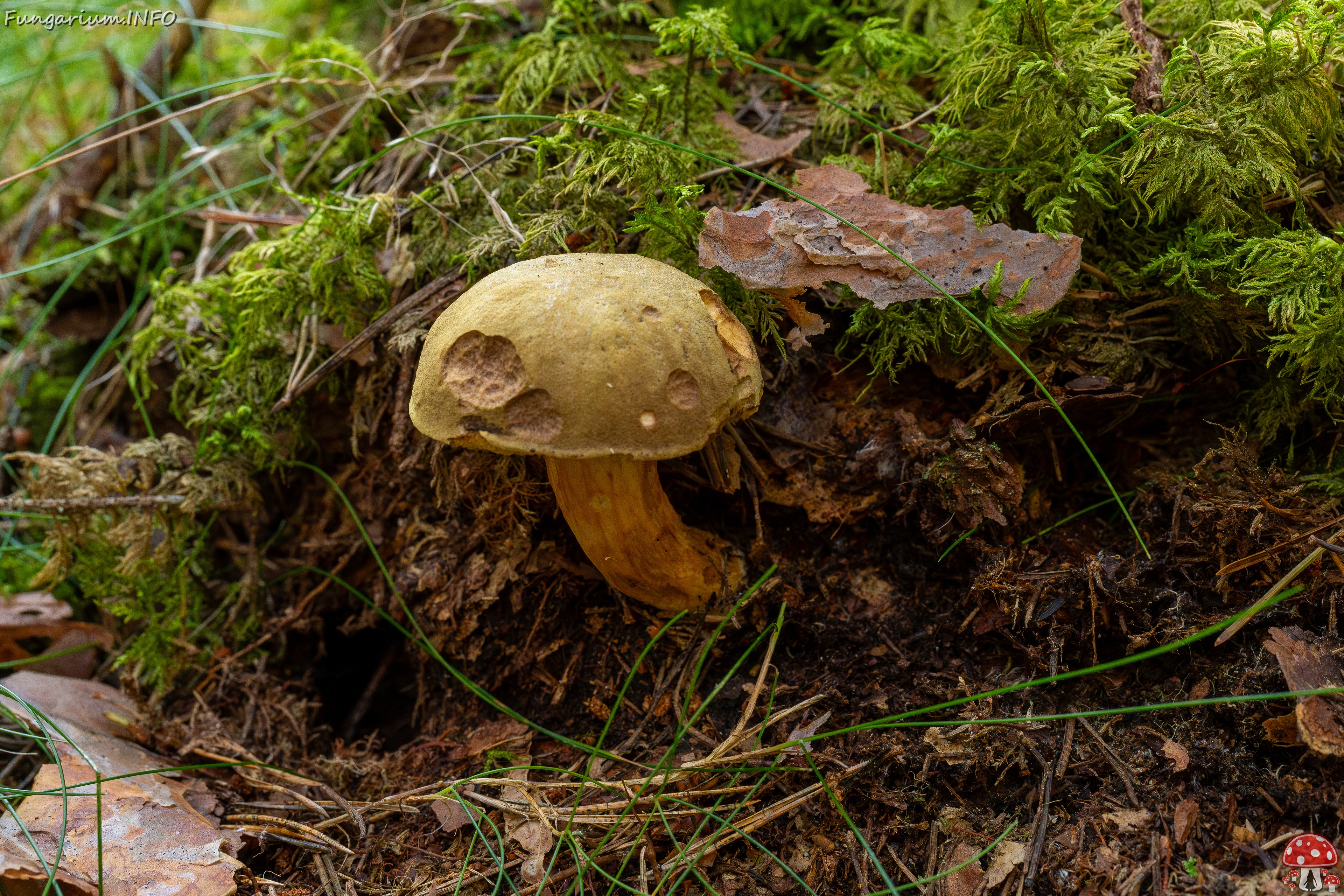 Xerocomus subtomentosus _2025-09-06_1-10 