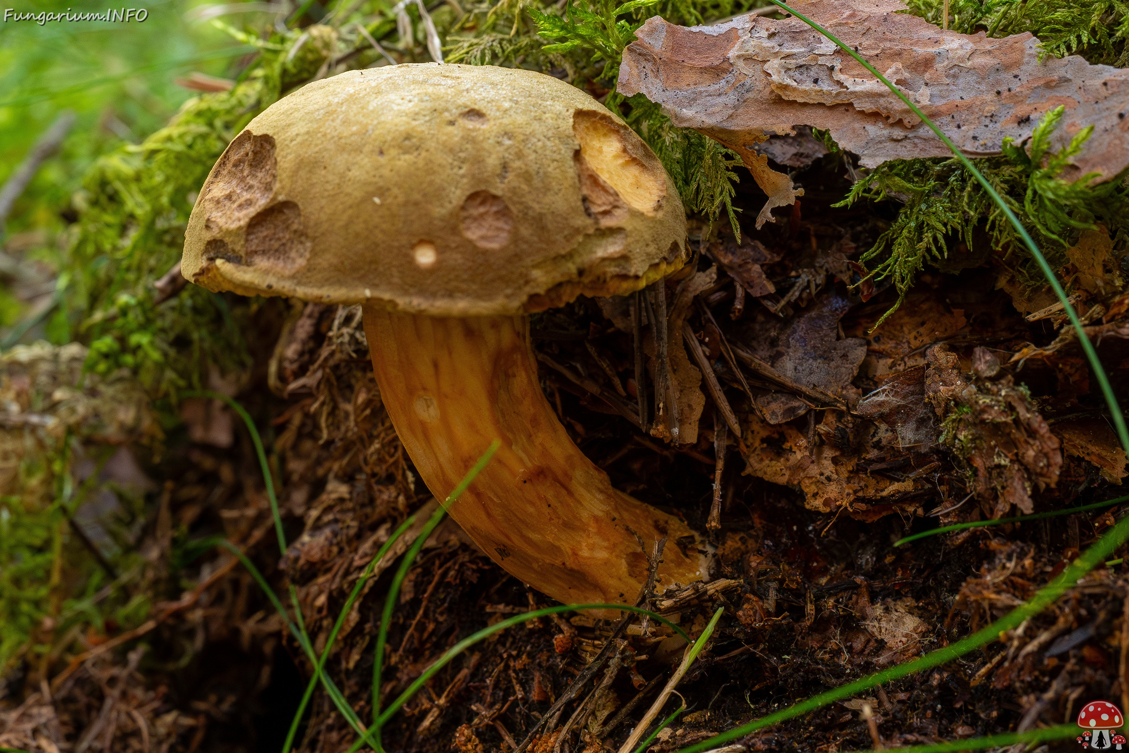 Xerocomus subtomentosus _2025-09-06_1-12 