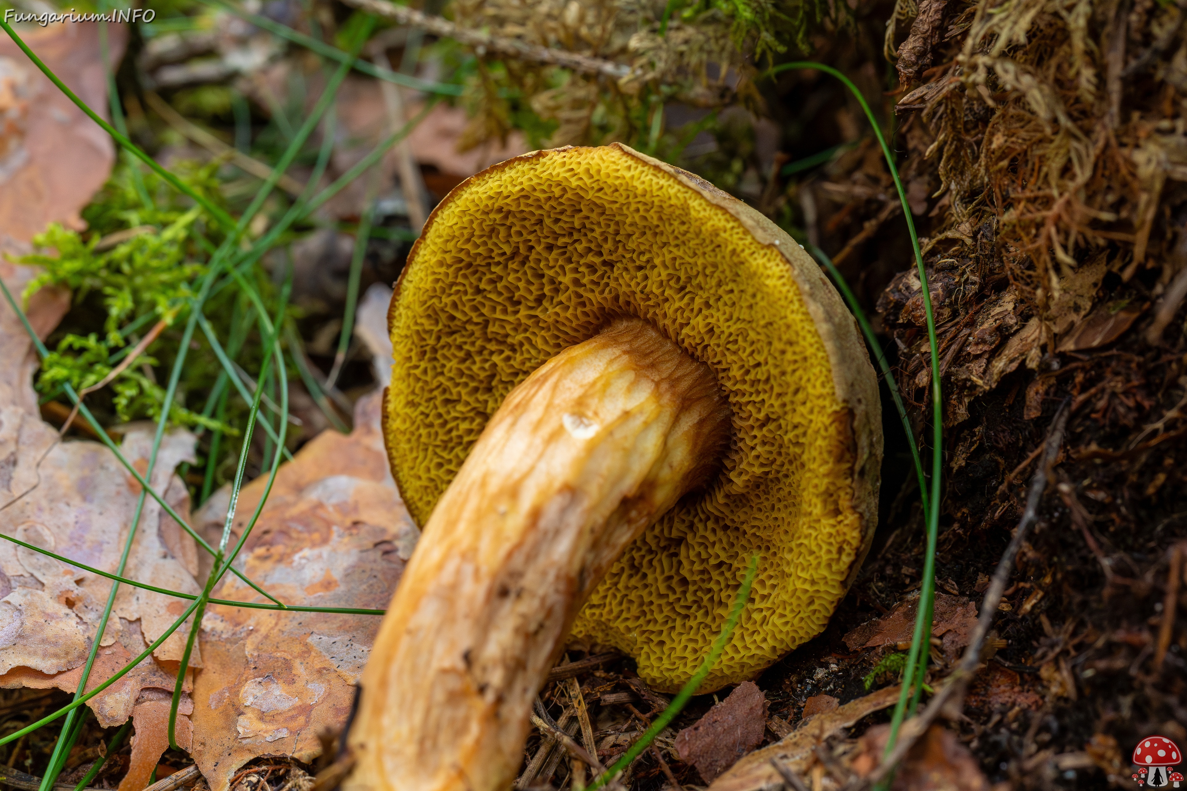 Xerocomus subtomentosus _2025-09-06_1-13 