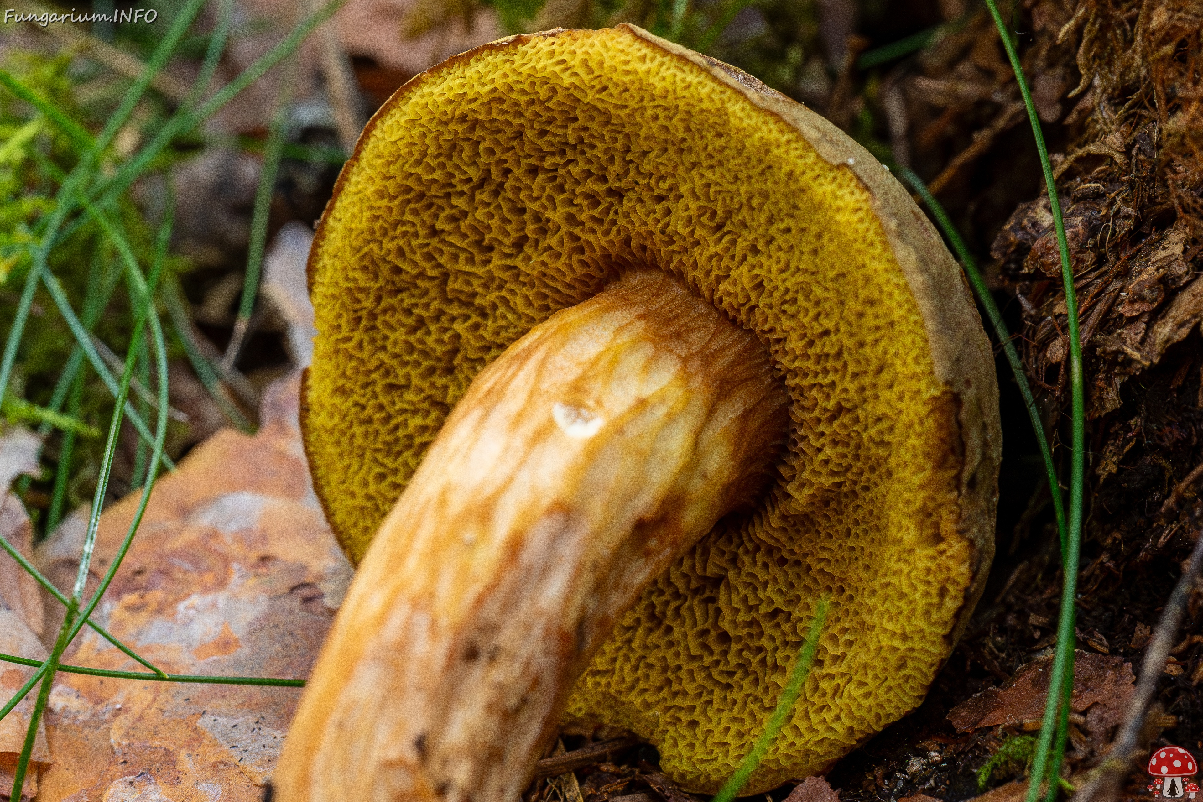 Xerocomus subtomentosus _2025-09-06_1-14 