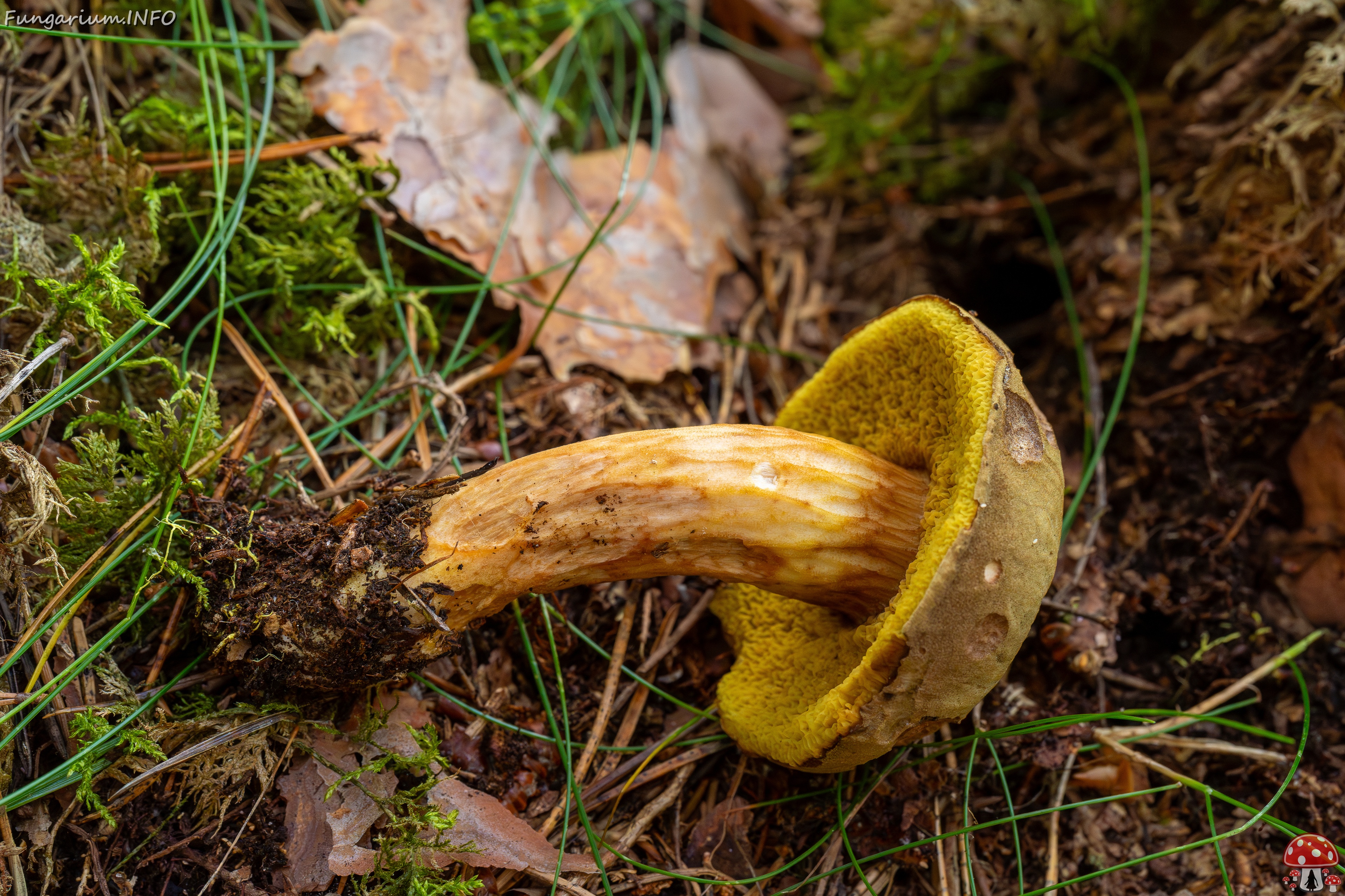 Xerocomus subtomentosus _2025-09-06_1-15 