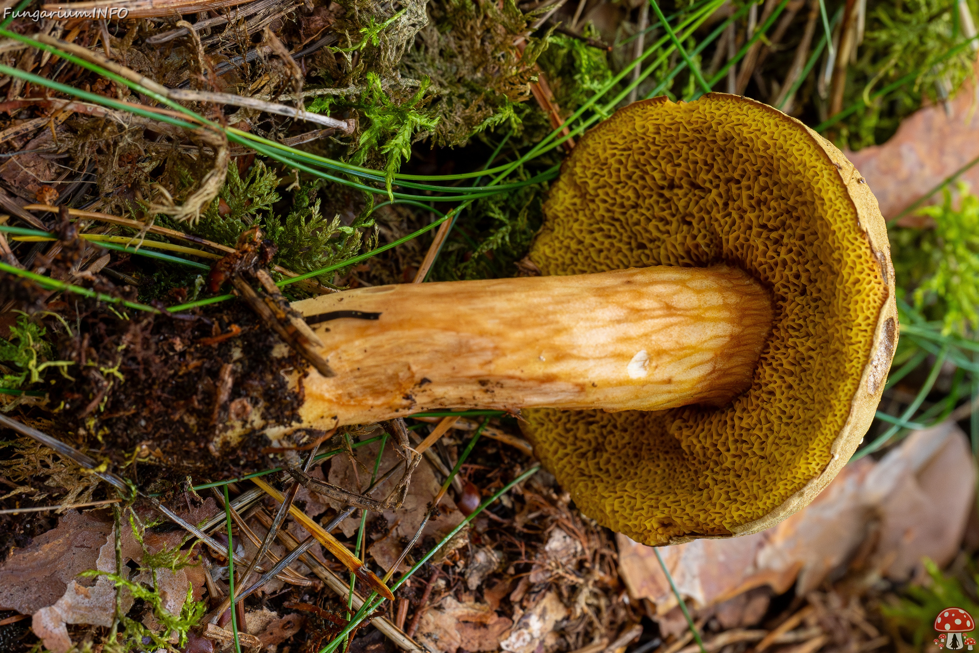 Xerocomus subtomentosus _2025-09-06_1-16 