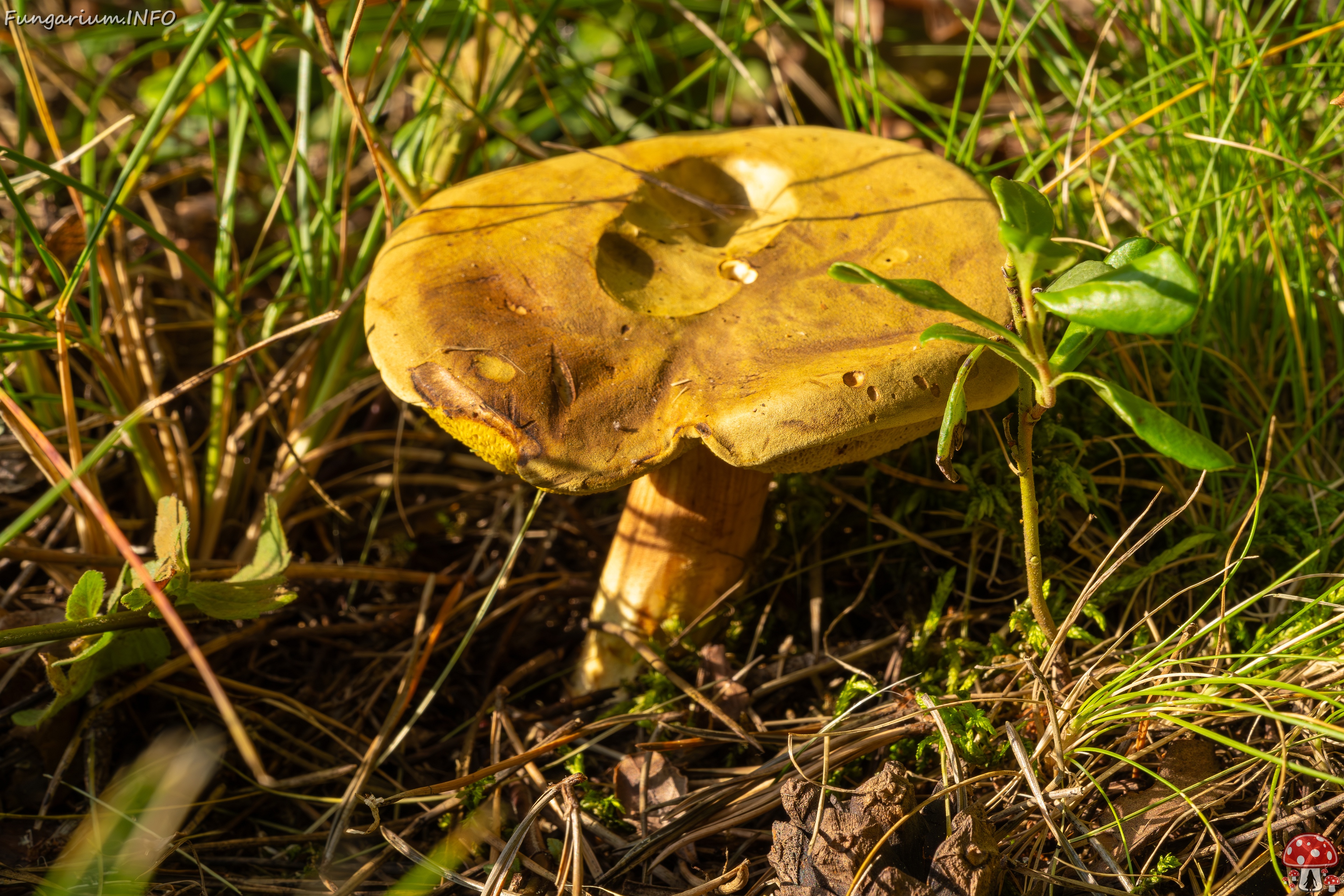 xerocomus-subtomentosus_2023-09-12_1-4 