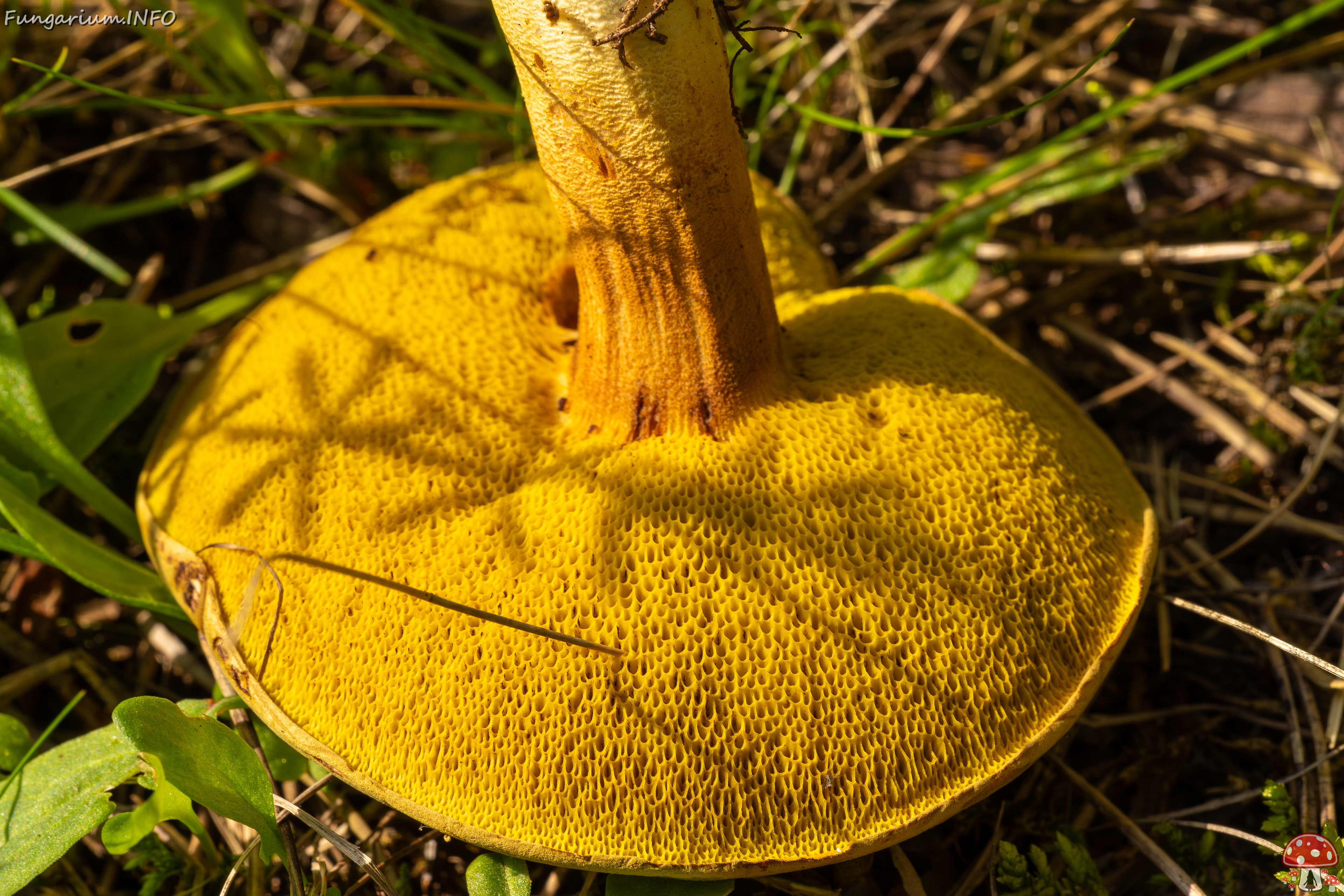 xerocomus-subtomentosus_2023-09-12_1-7 