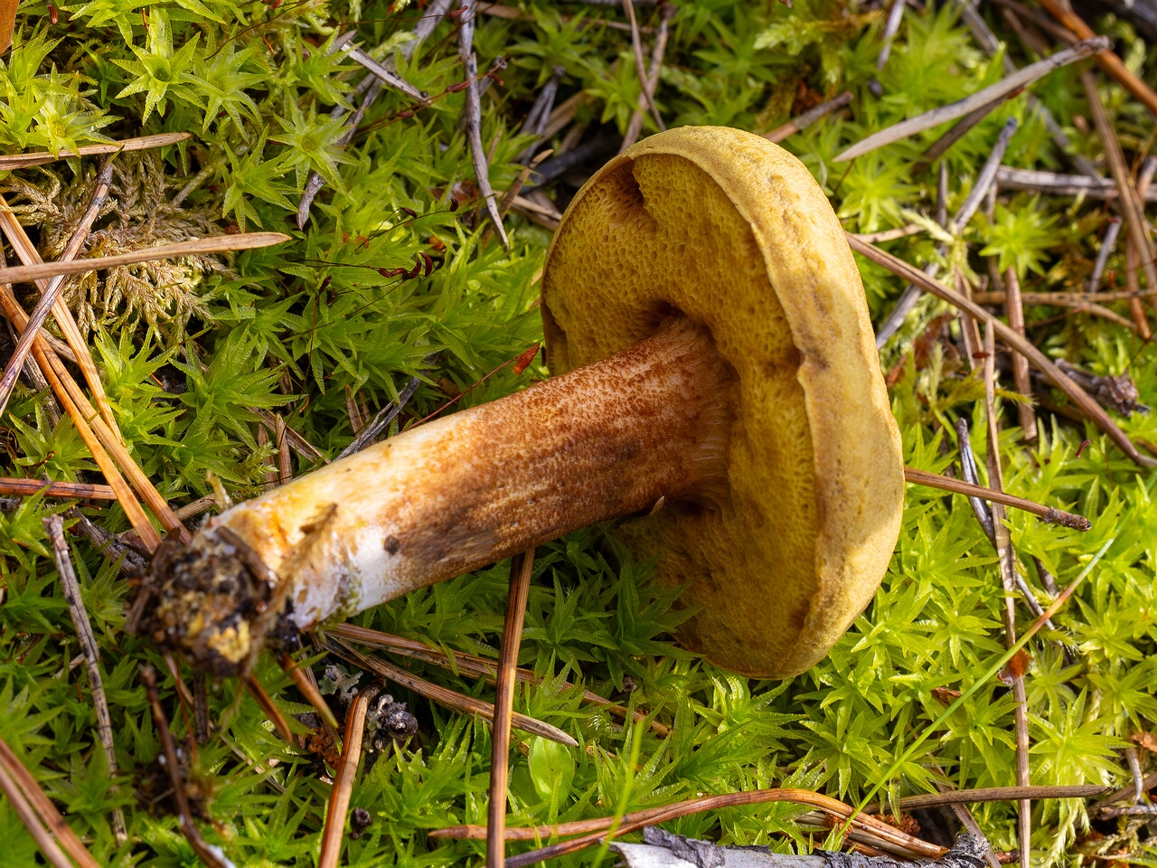 Xerocomus subtomentosus _2026-07-11_1-4