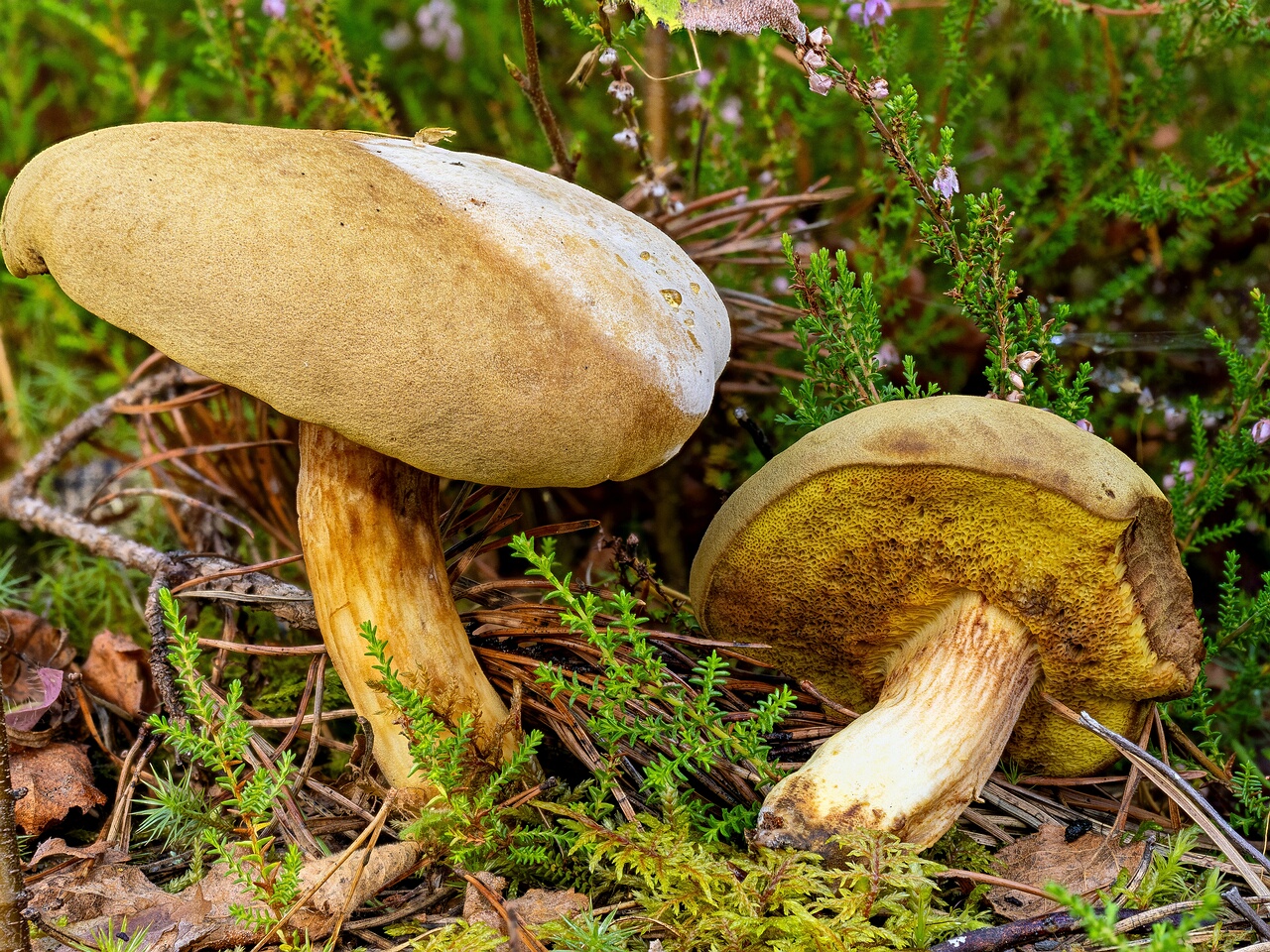 Xerocomus subtomentosus _2026-08-30_1-1