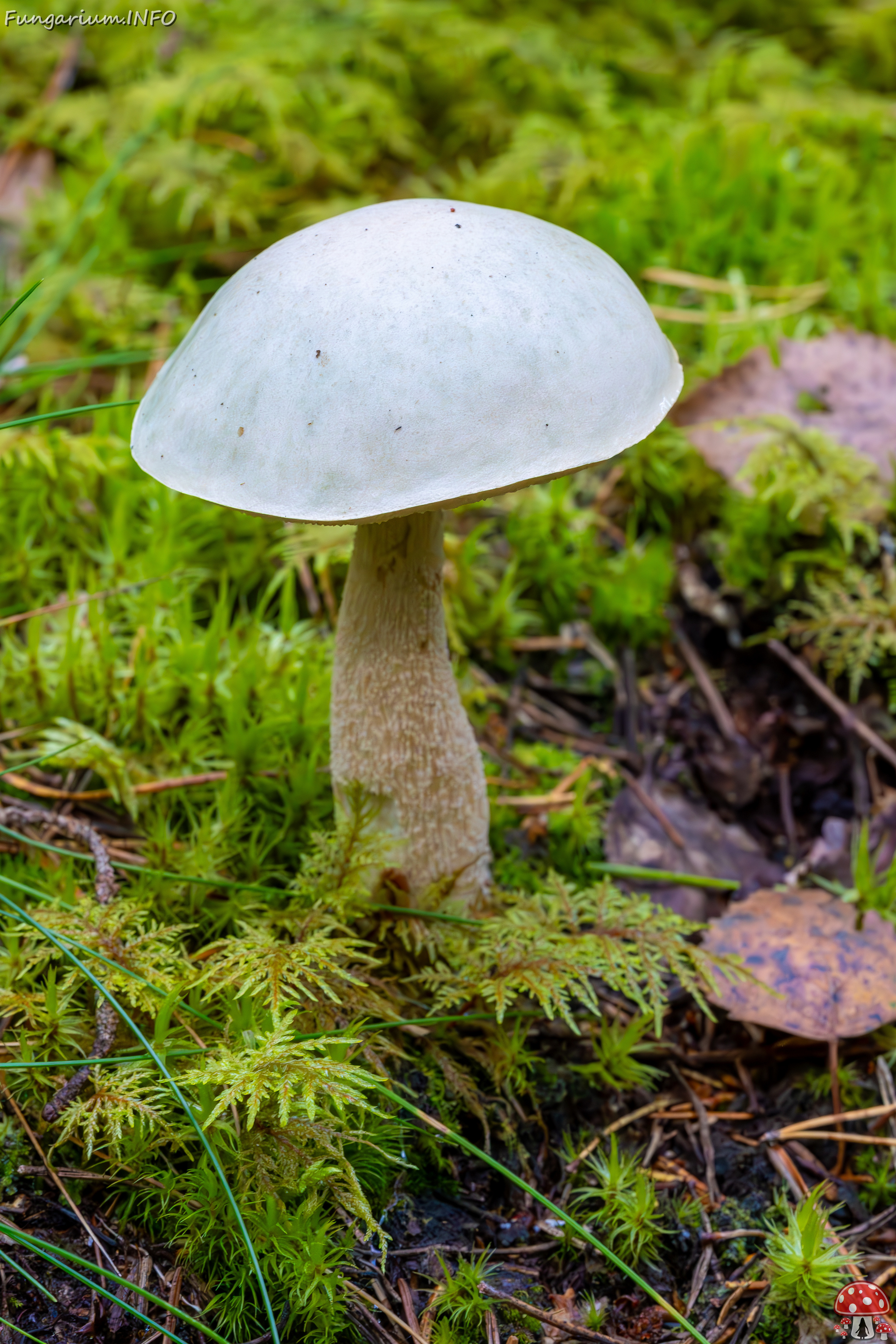 leccinum-holopus_2023-09-14_1-1 