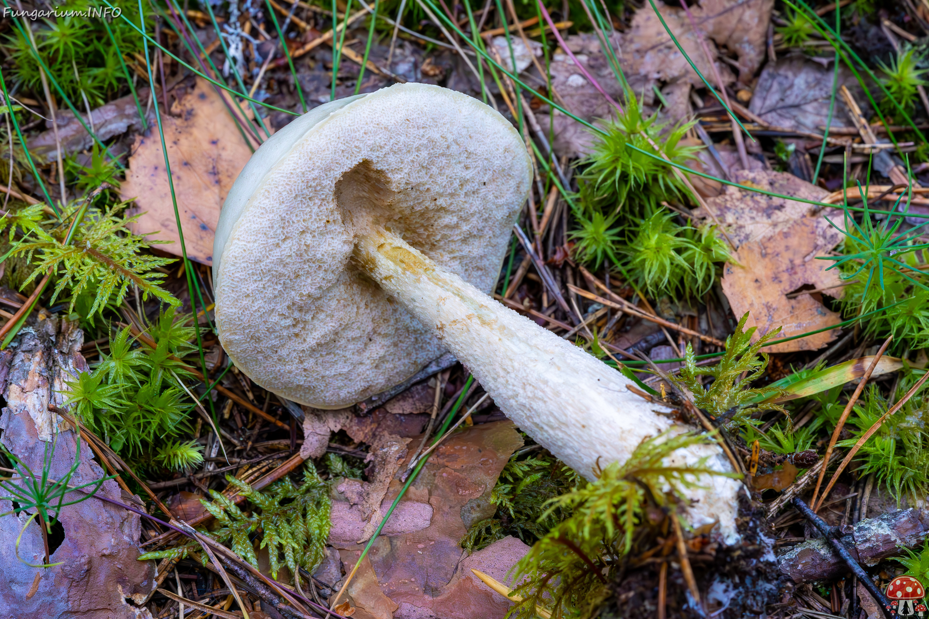 leccinum-holopus_2023-09-14_1-10 