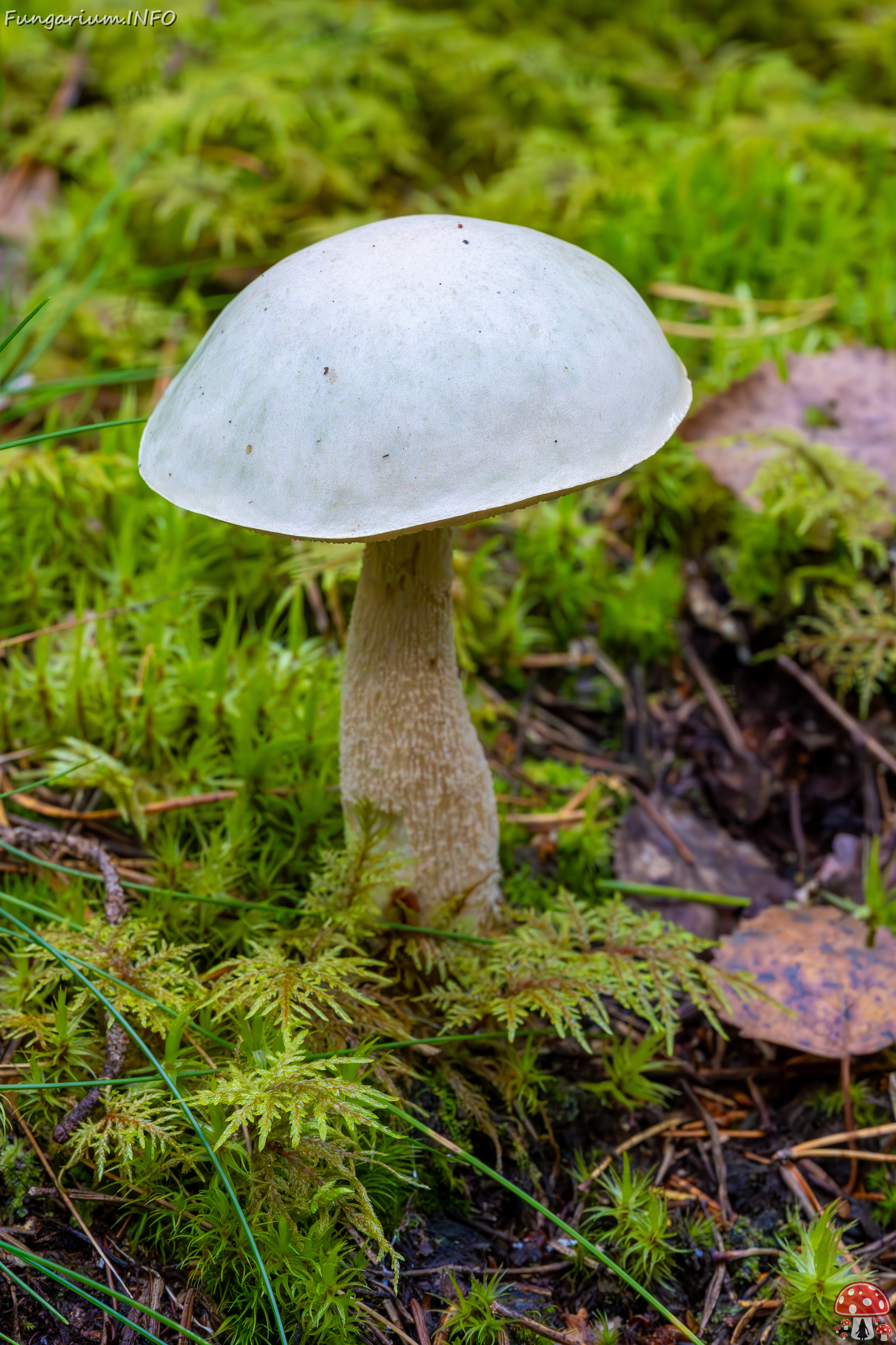 leccinum-holopus_2023-09-14_1-2 