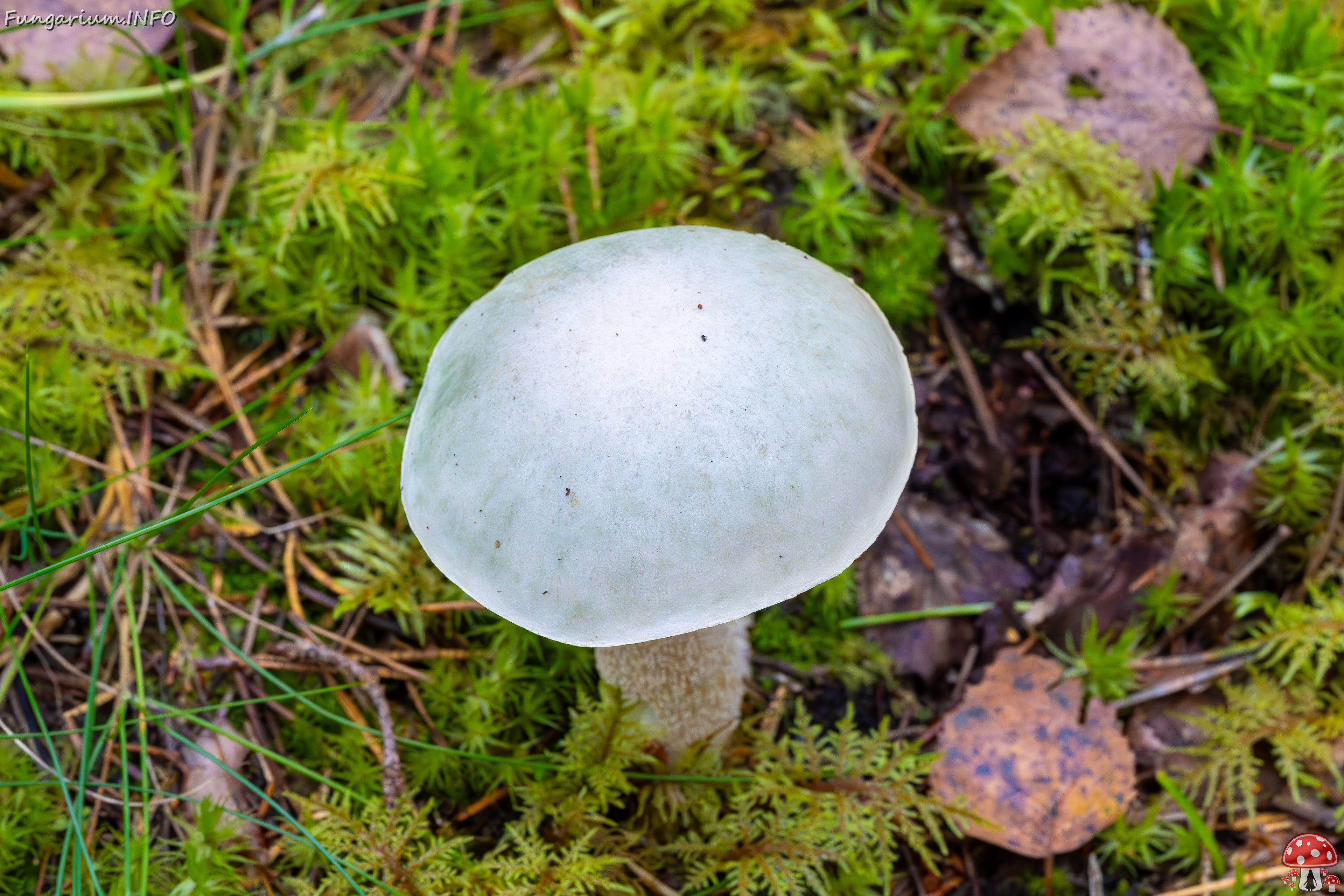 leccinum-holopus_2023-09-14_1-4 