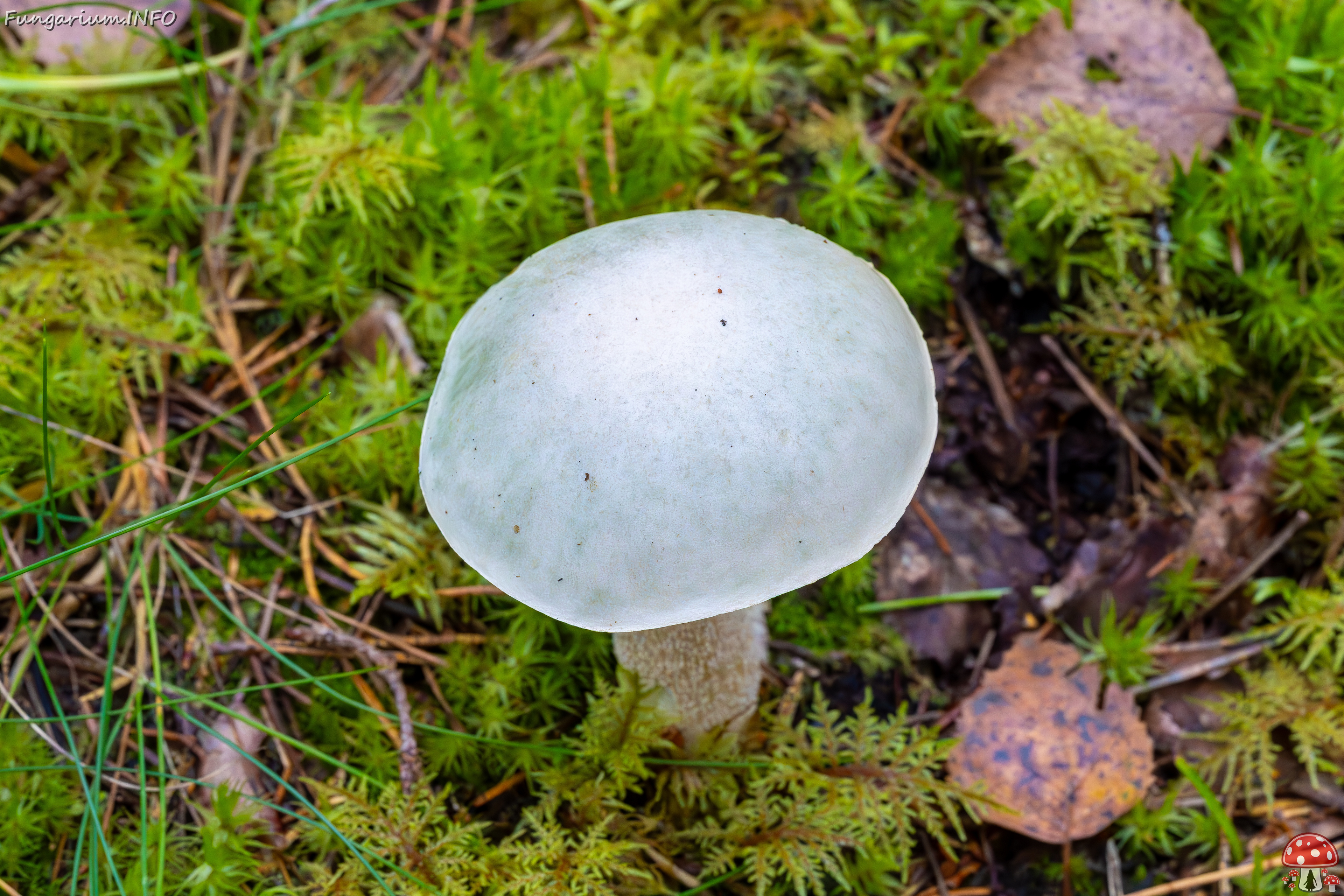 leccinum-holopus_2023-09-14_1-5 