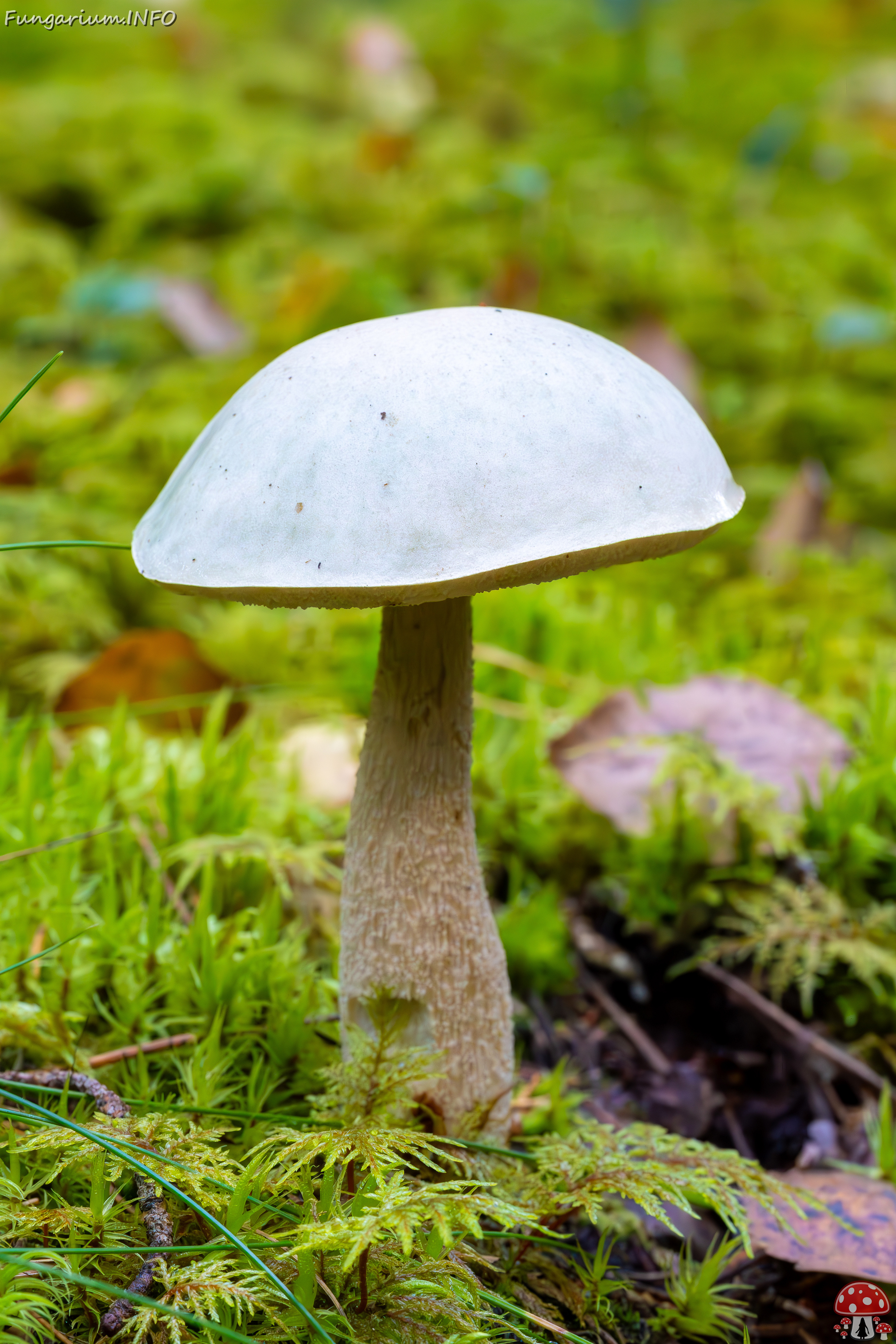 leccinum-holopus_2023-09-14_1-6 