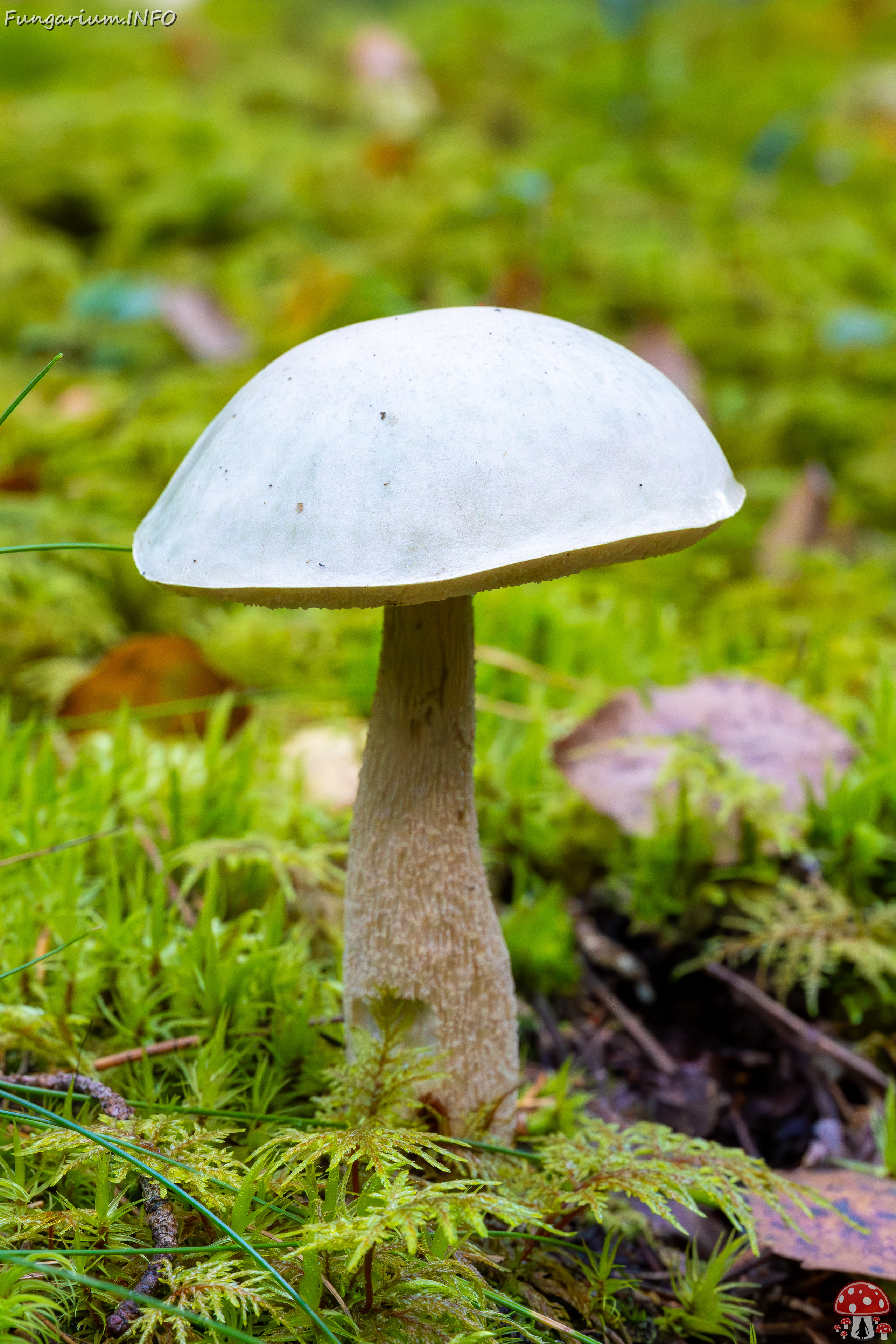 leccinum-holopus_2023-09-14_1-7 