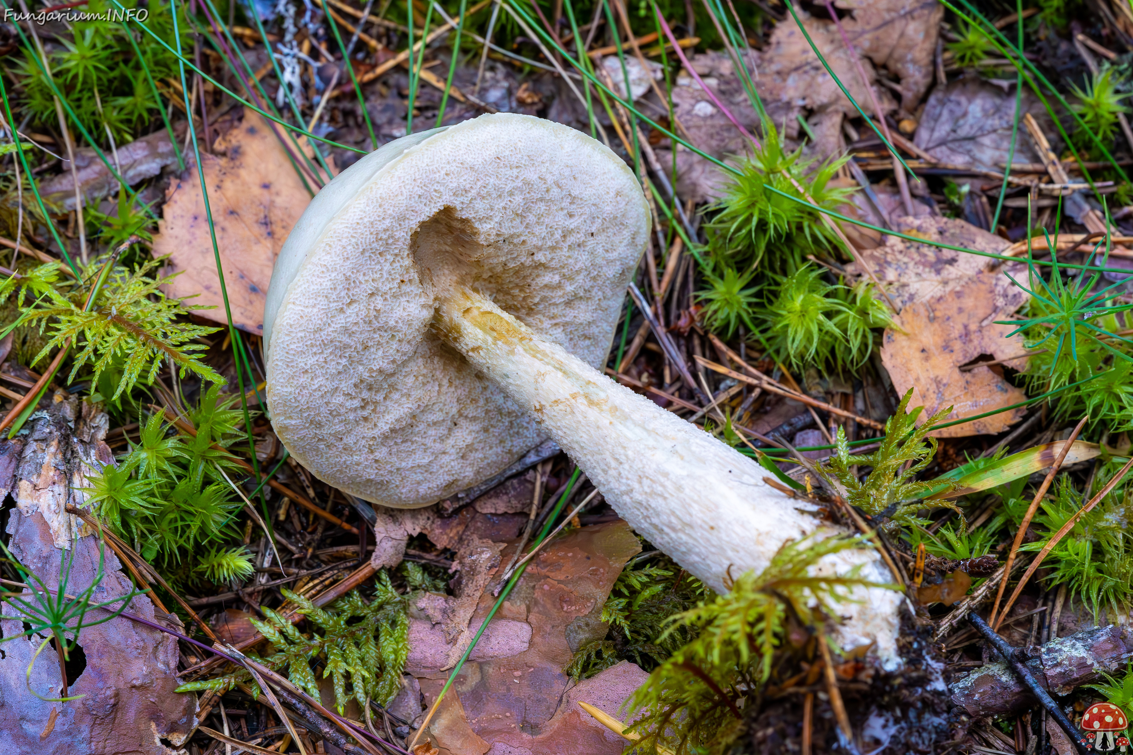 leccinum-holopus_2023-09-14_1-8 