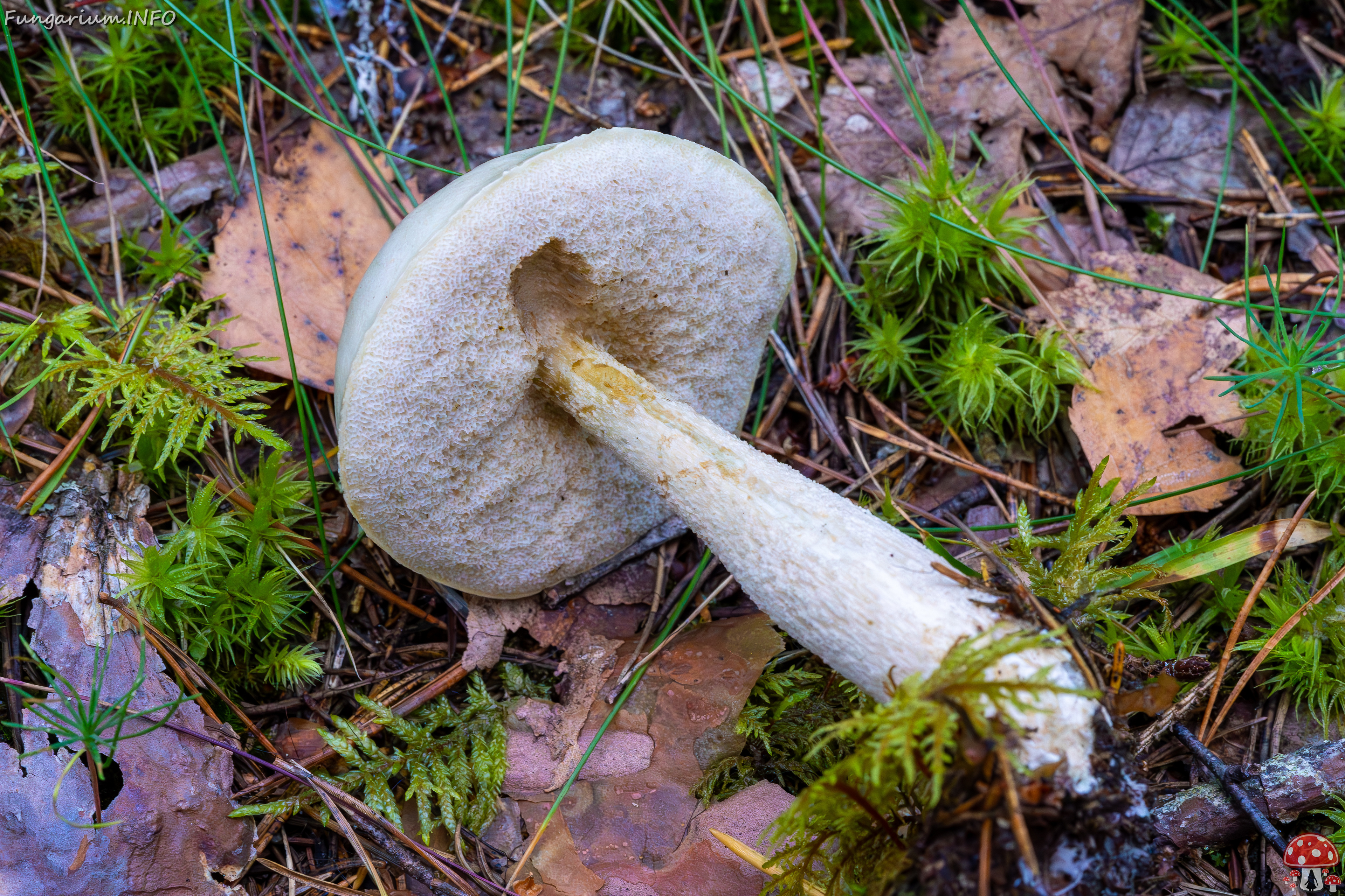 leccinum-holopus_2023-09-14_1-9 