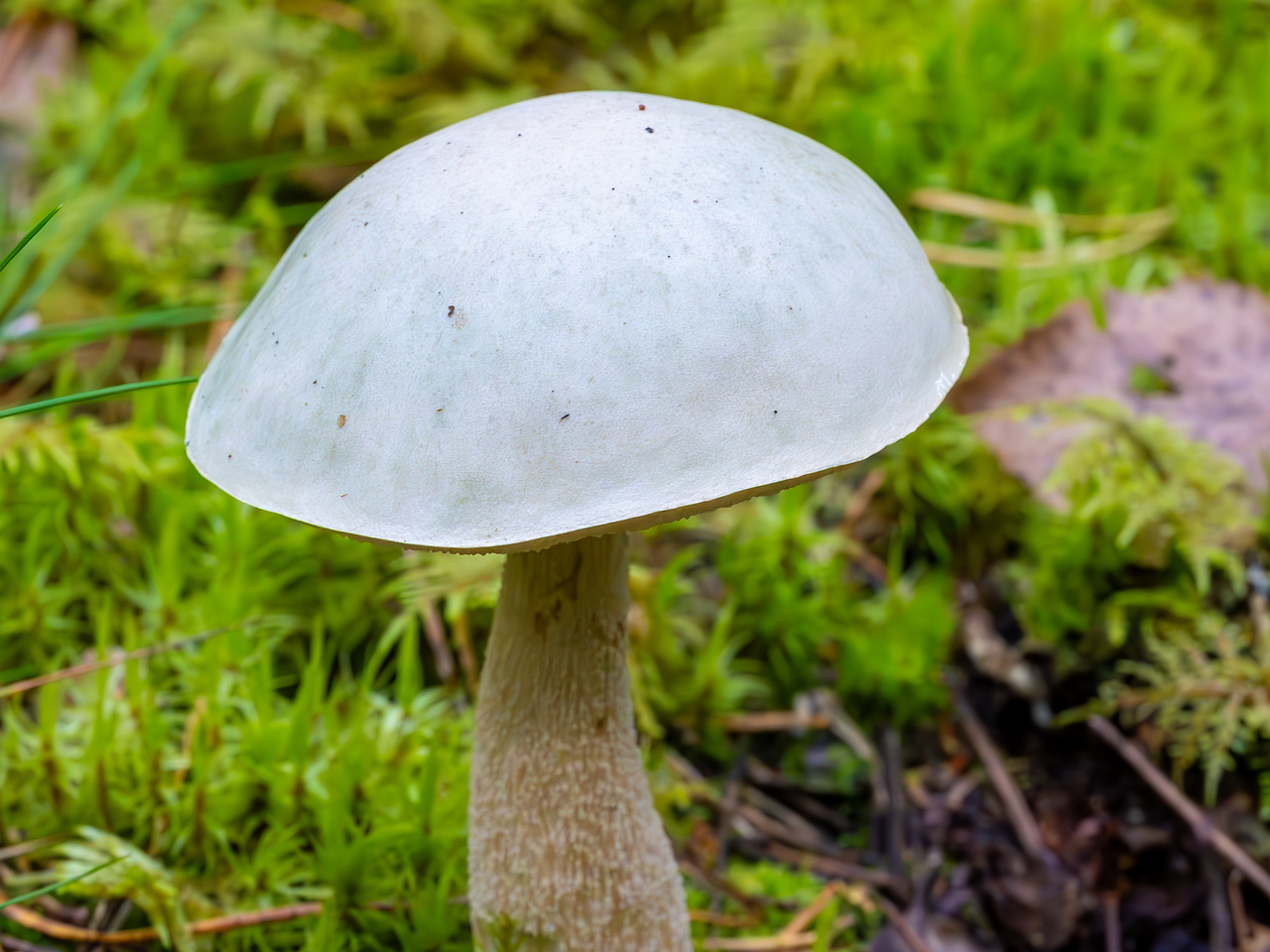 leccinum-holopus_2023-09-14_1-1