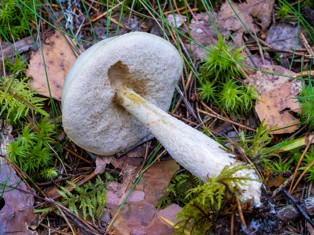 leccinum-holopus_2023-09-14_1-10