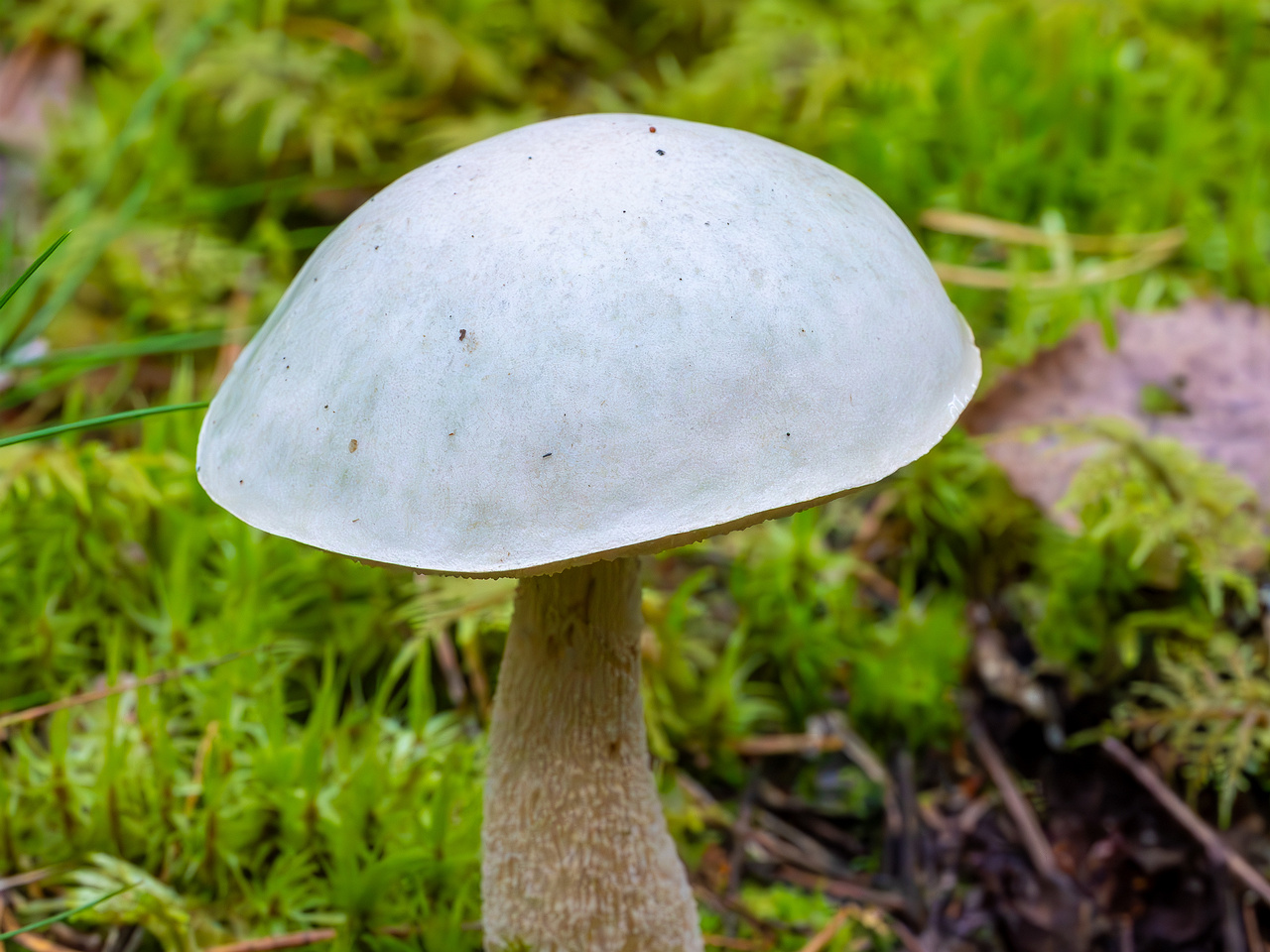 leccinum-holopus_2023-09-14_1-2