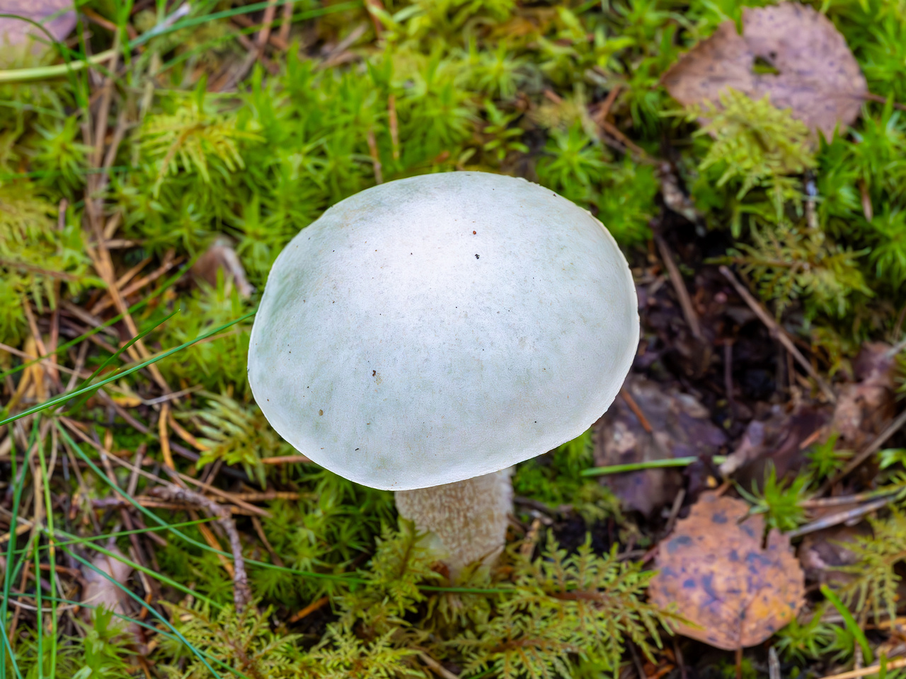 leccinum-holopus_2023-09-14_1-4