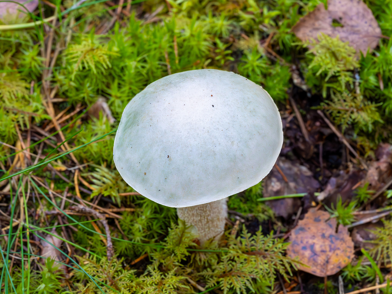 leccinum-holopus_2023-09-14_1-5