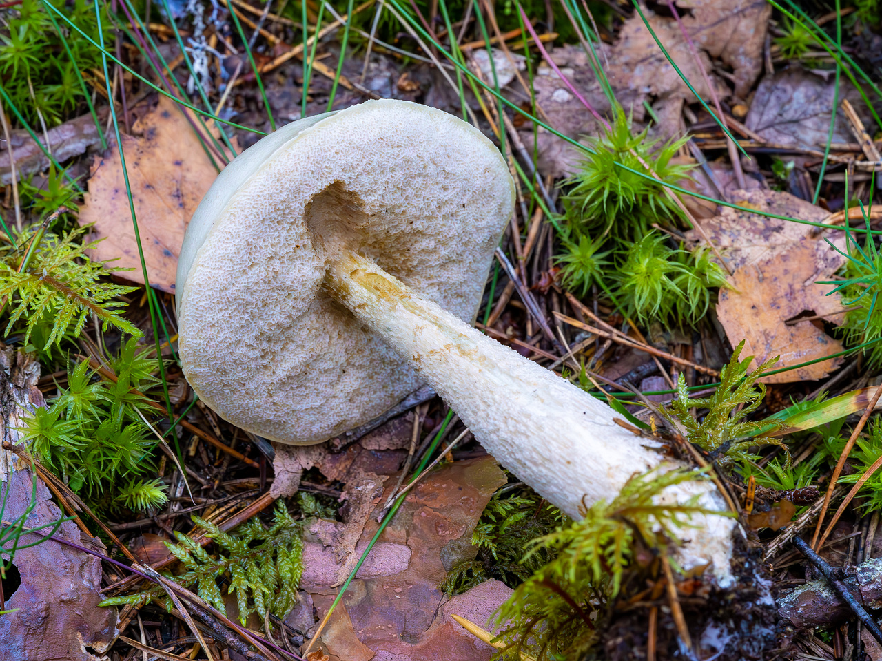 leccinum-holopus_2023-09-14_1-8