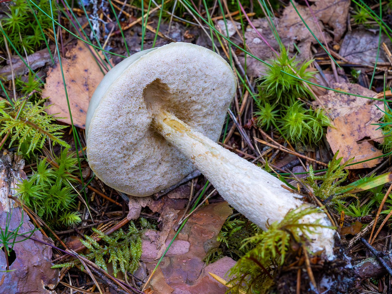 leccinum-holopus_2023-09-14_1-9