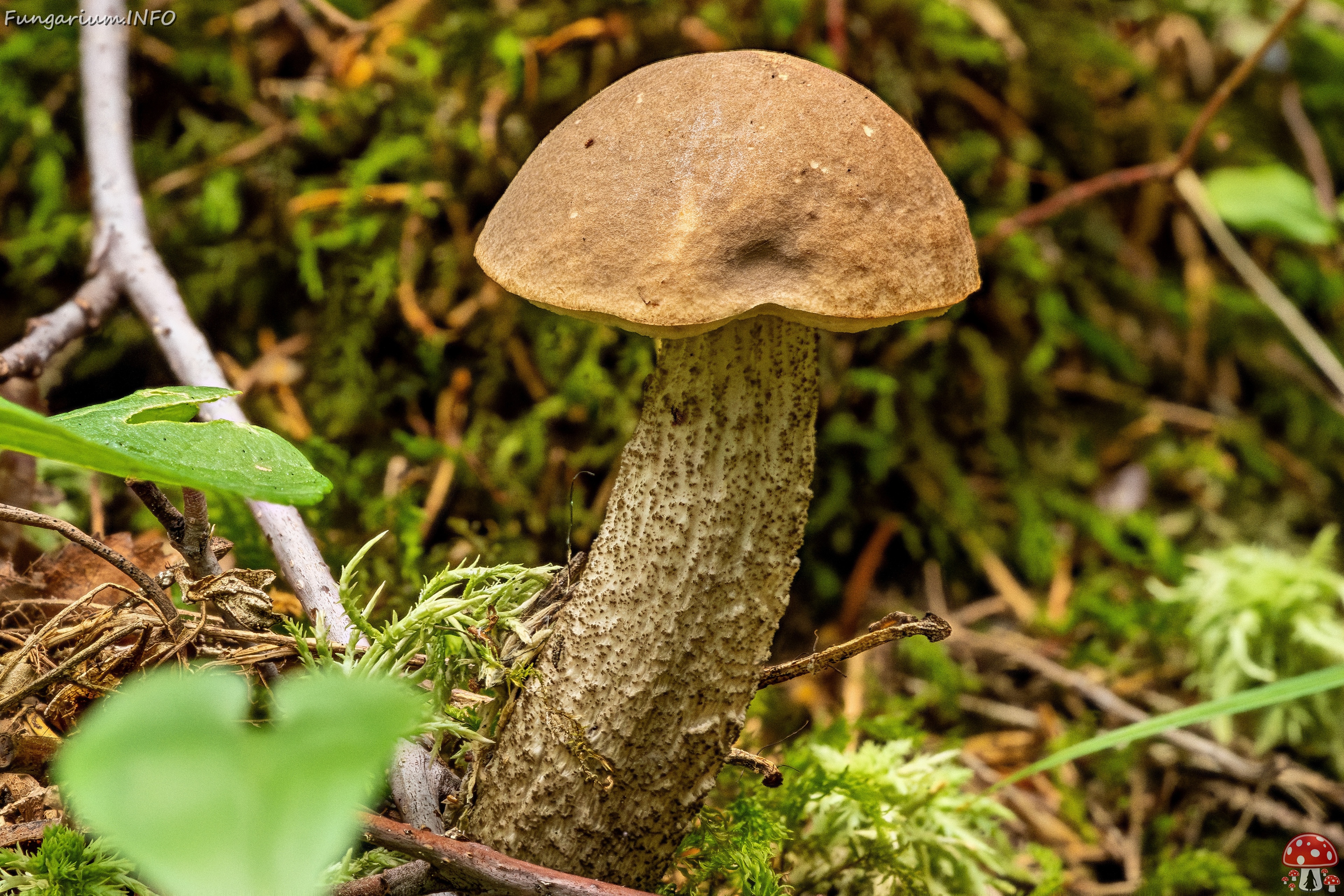 !Leccinum scabrum _2023-08-13_2-1 