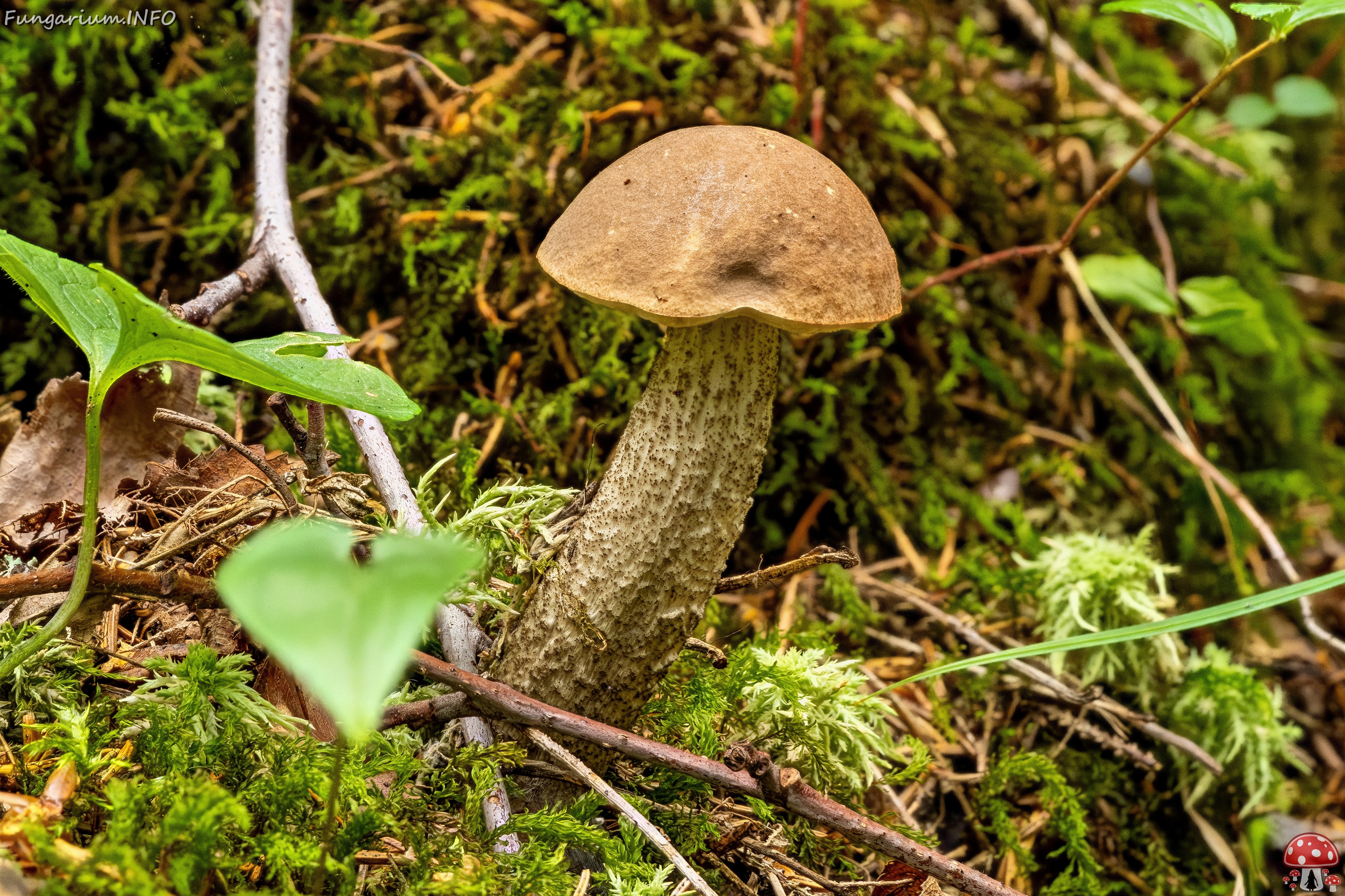 Leccinum scabrum _2023-08-13_1-1 