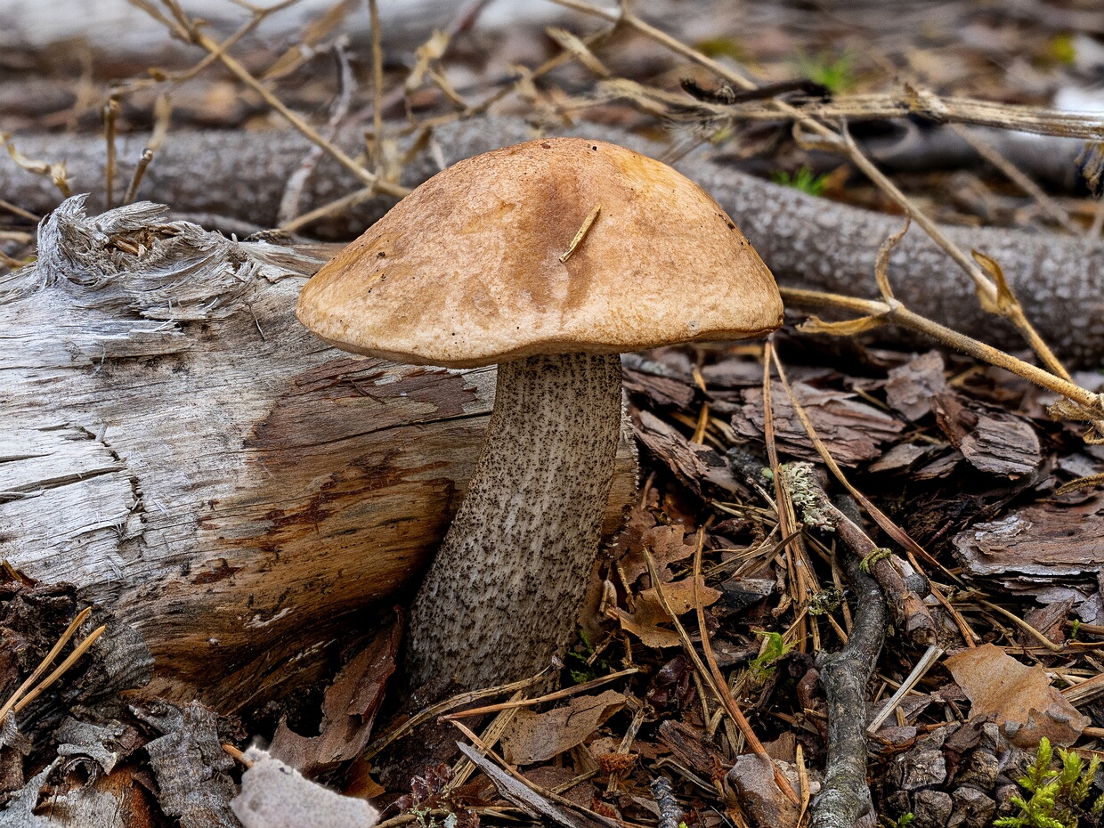 Подберёзовик розовеющий - Leccinum roseofractum