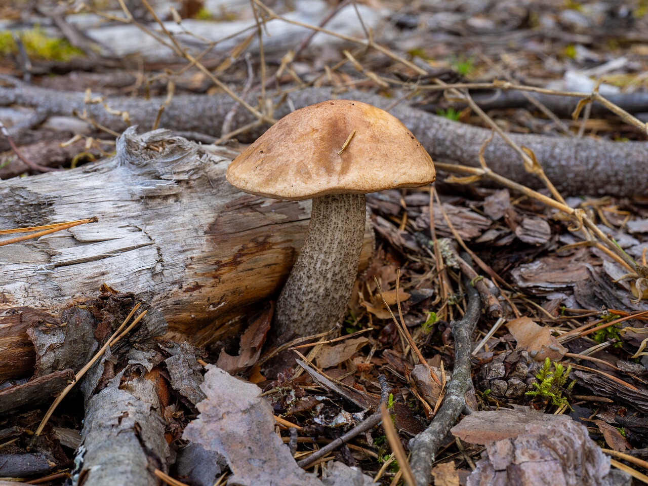 Leccinum roseofractum _2026-08-30_2-1