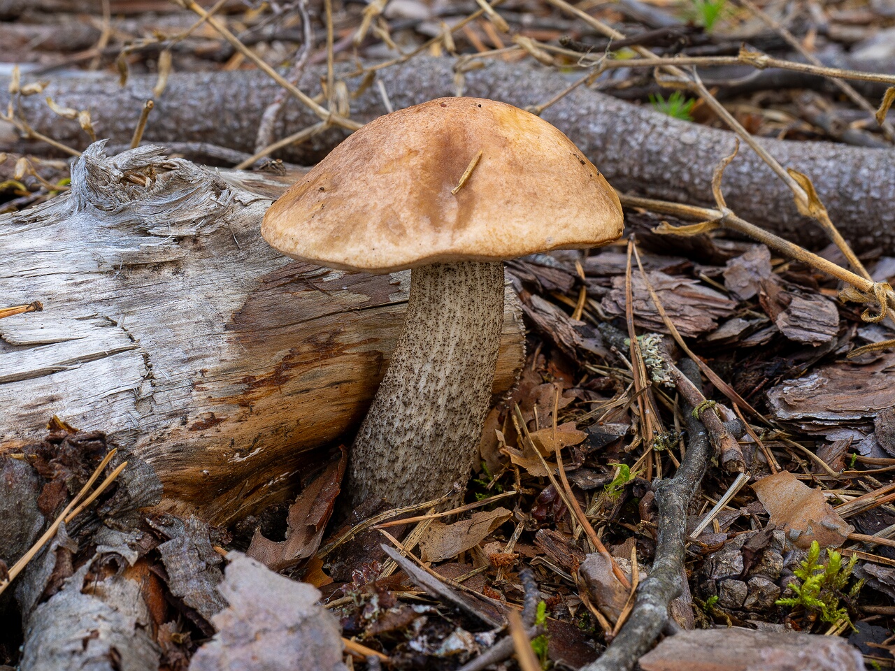Leccinum roseofractum _2026-08-30_2-2