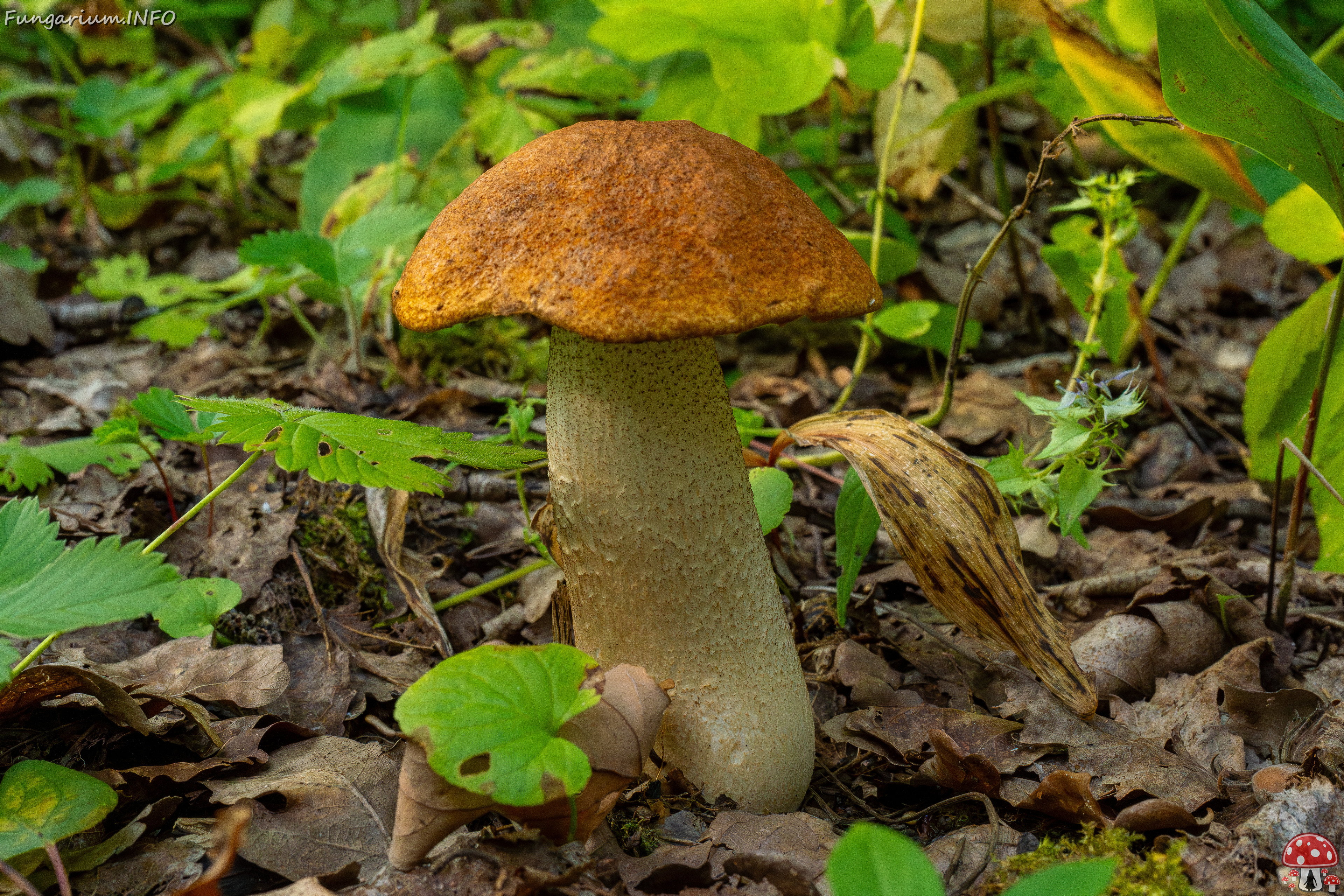 leccinum-albostipitatum_1-1 