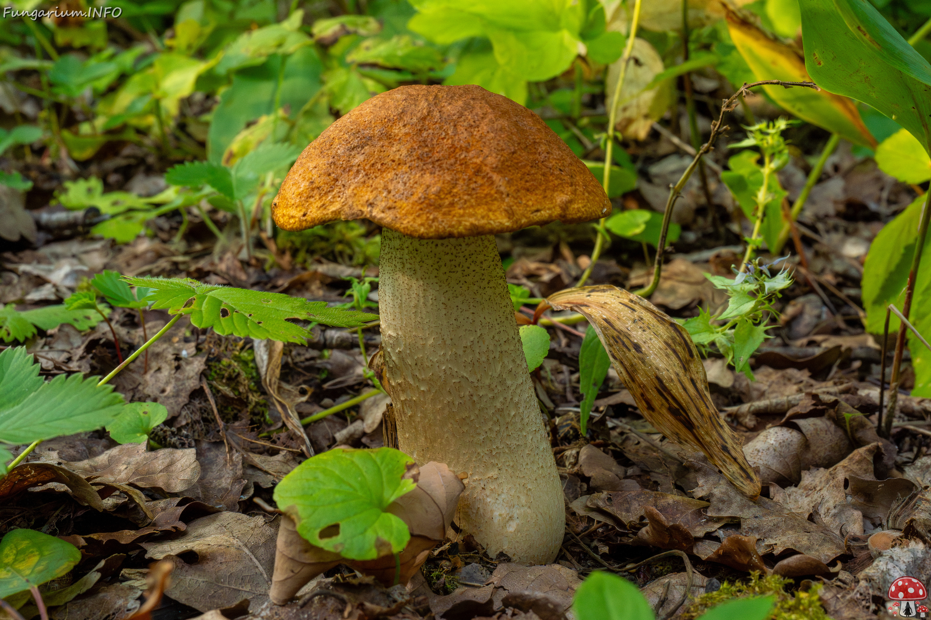 leccinum-albostipitatum_1-2 