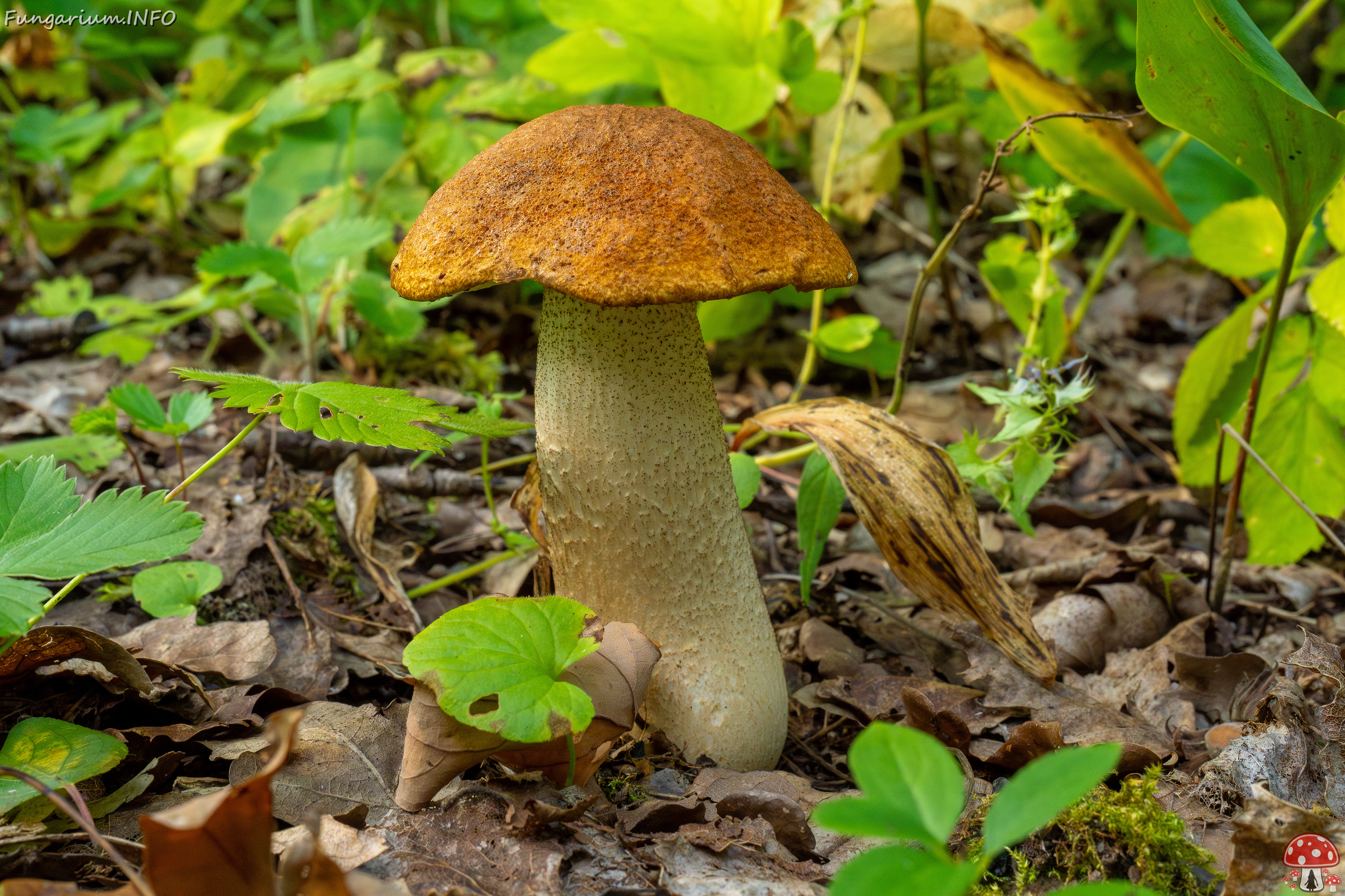 leccinum-albostipitatum_1-3 