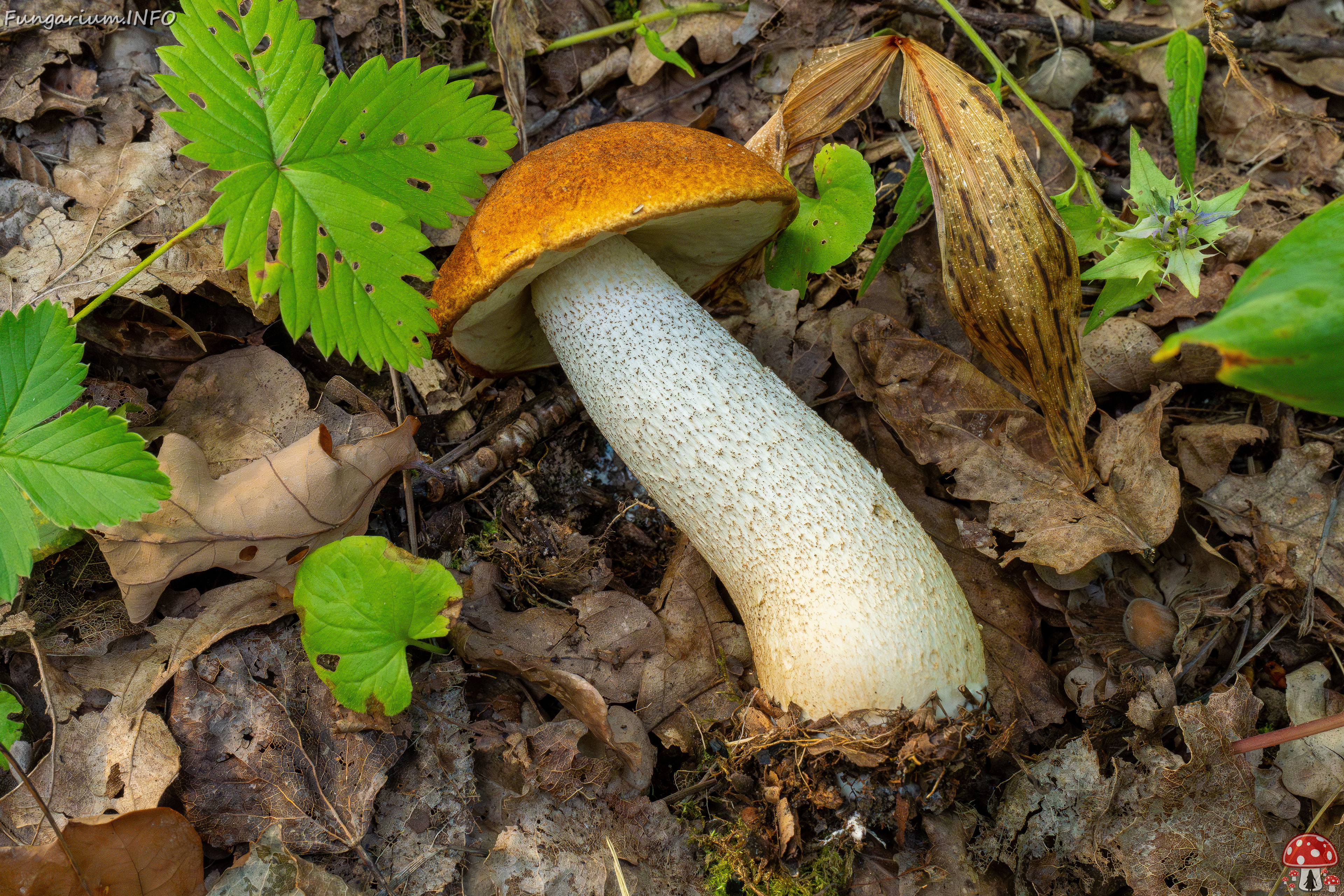 leccinum-albostipitatum_1-5 