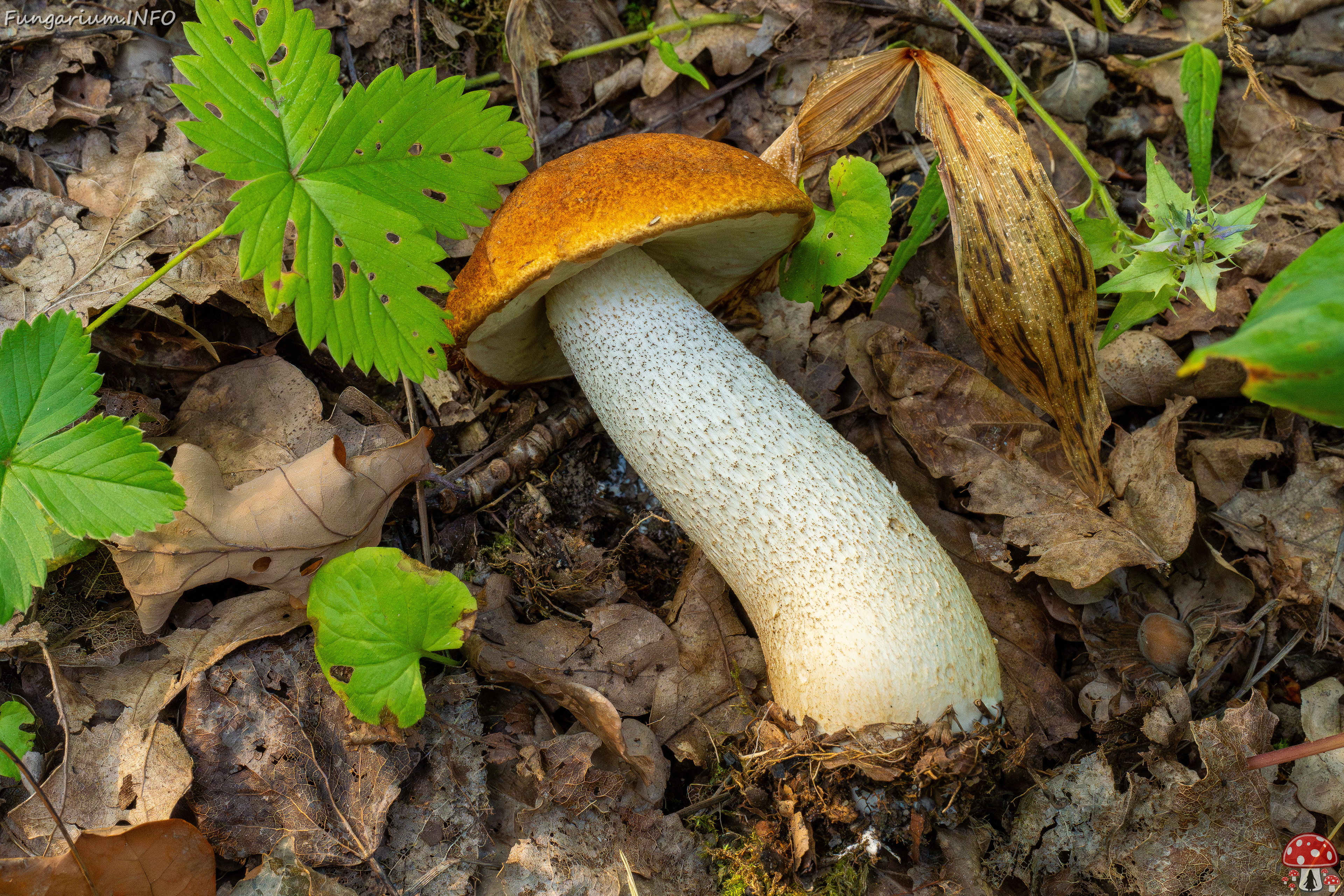 leccinum-albostipitatum_1-6 