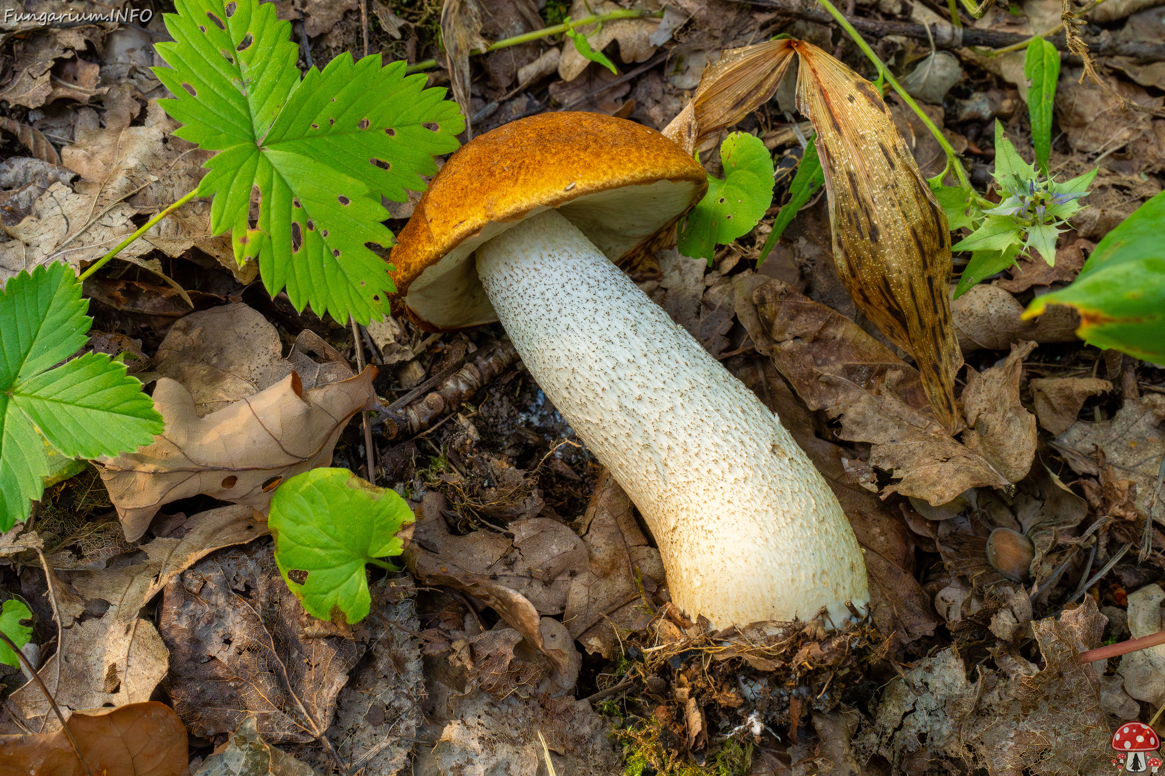 leccinum-albostipitatum_1-7 