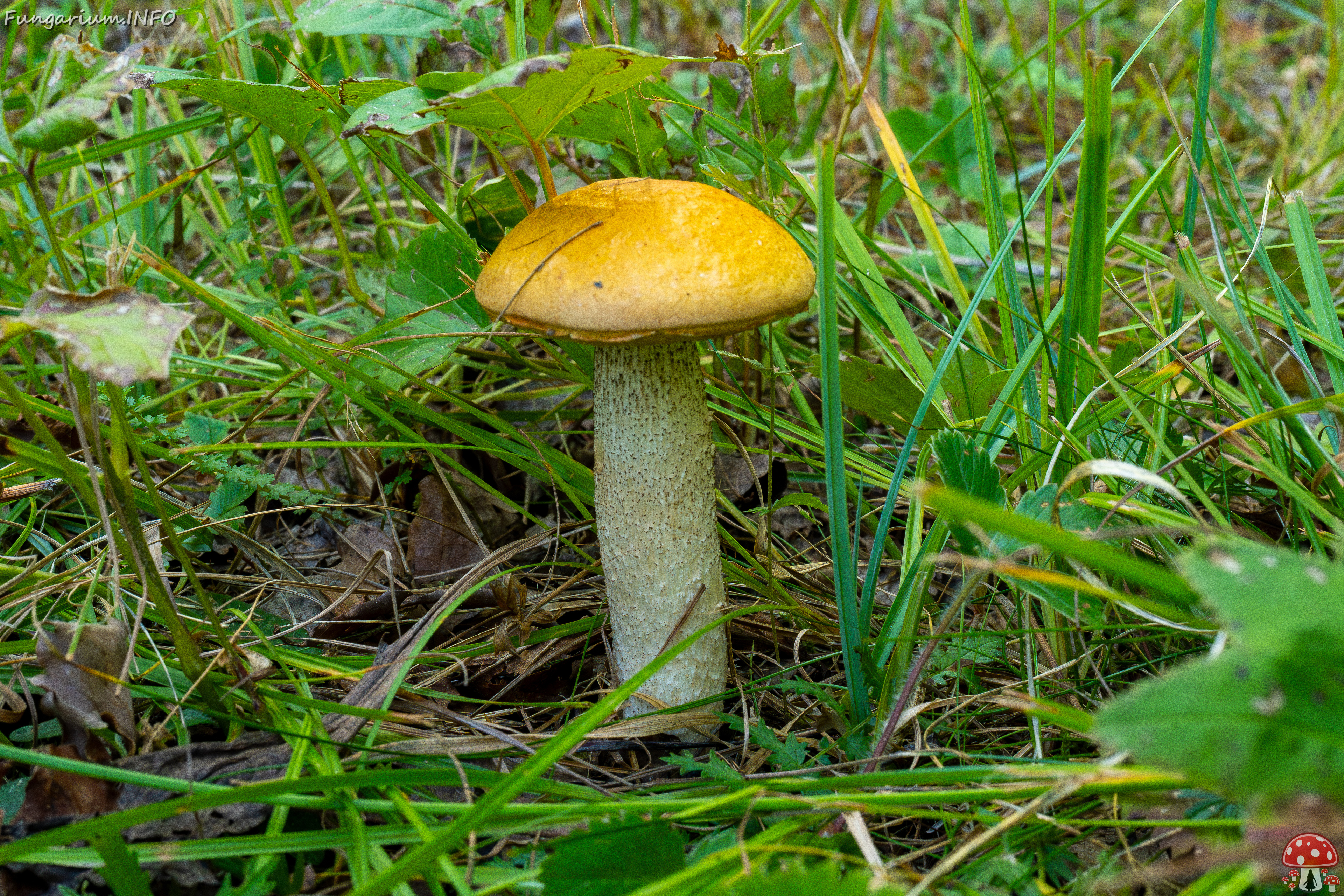 leccinum-albostipitatum_2-1 