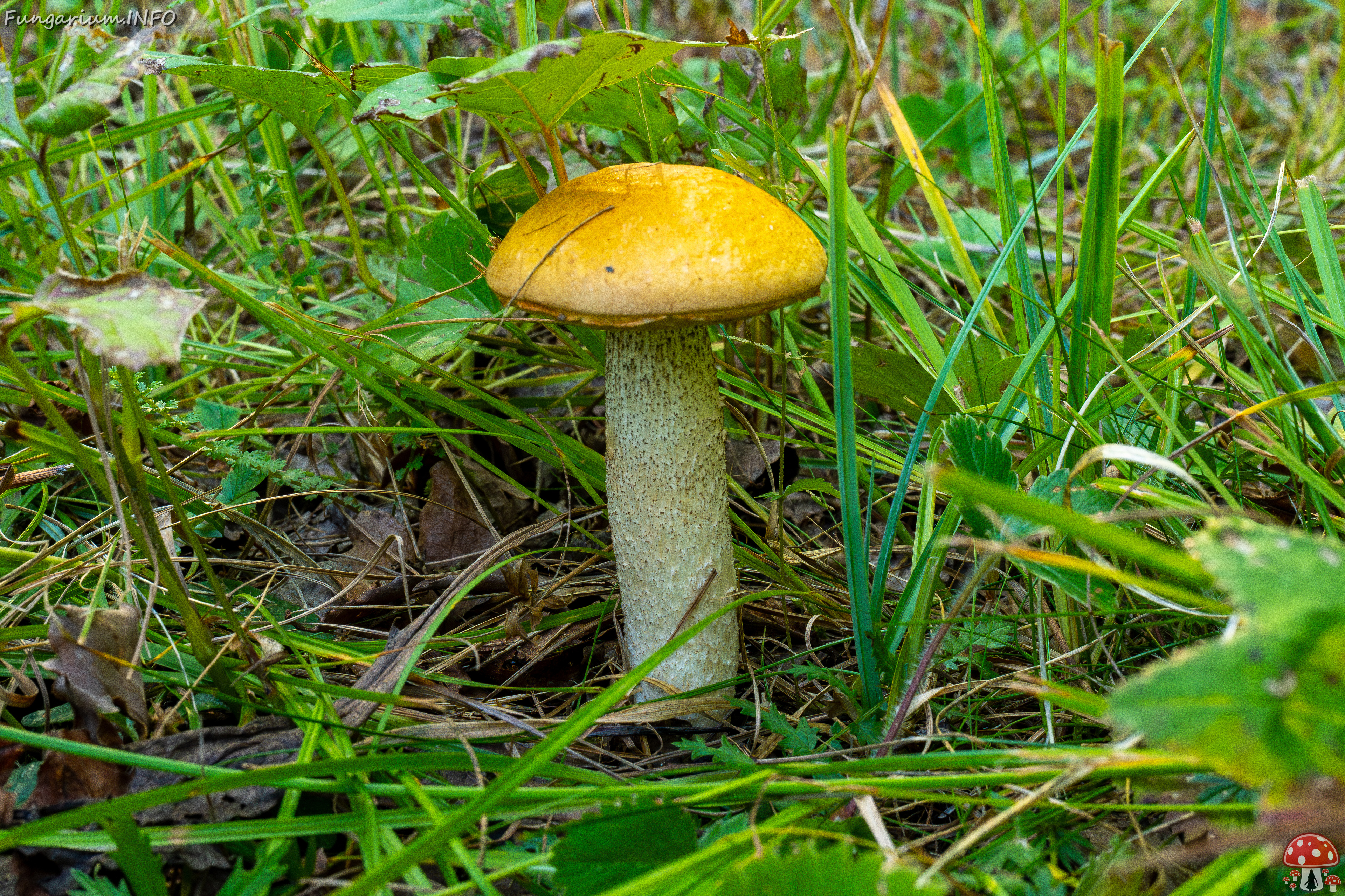 leccinum-albostipitatum_2-2 